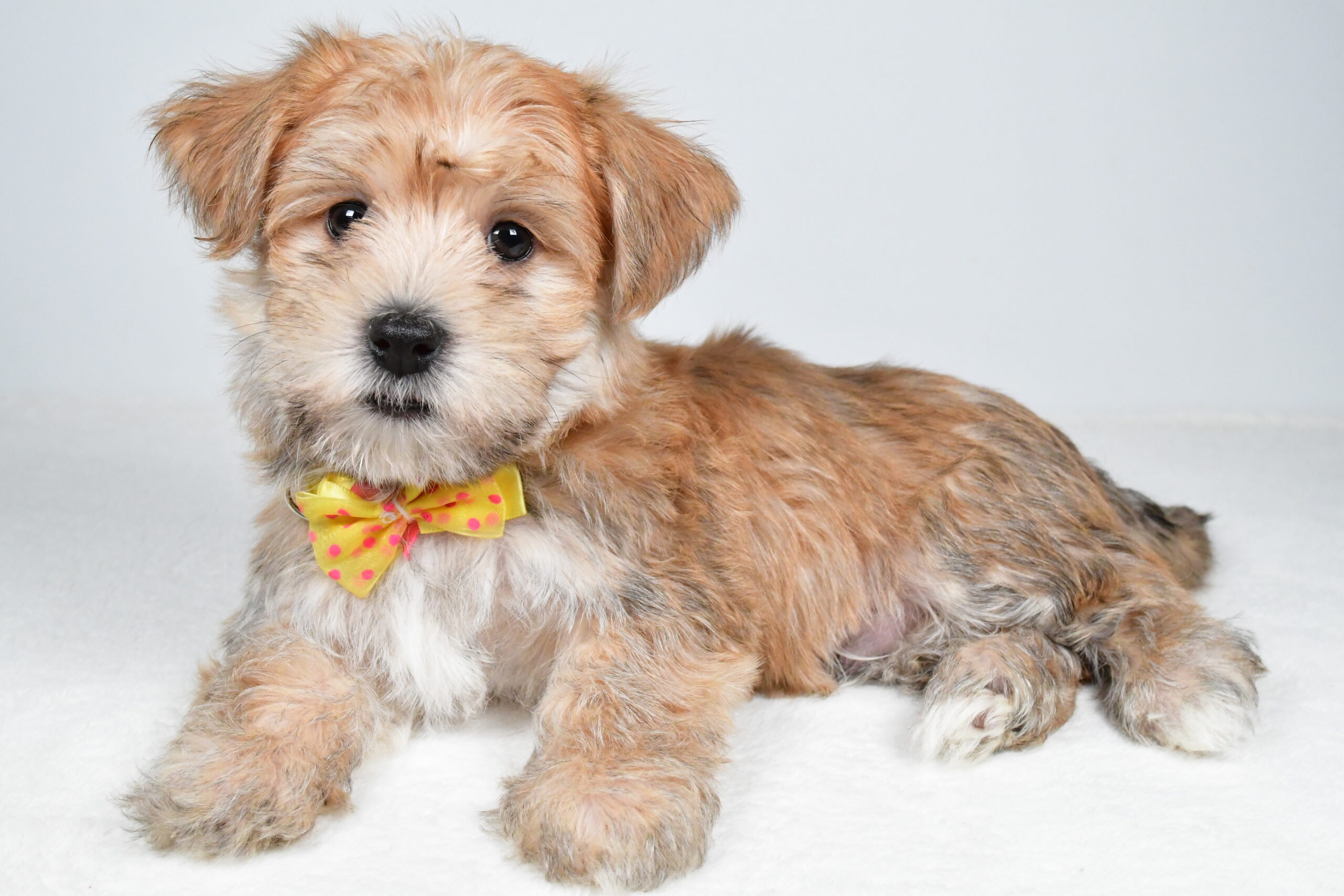 Mr Gabe The Morkie - Image 8