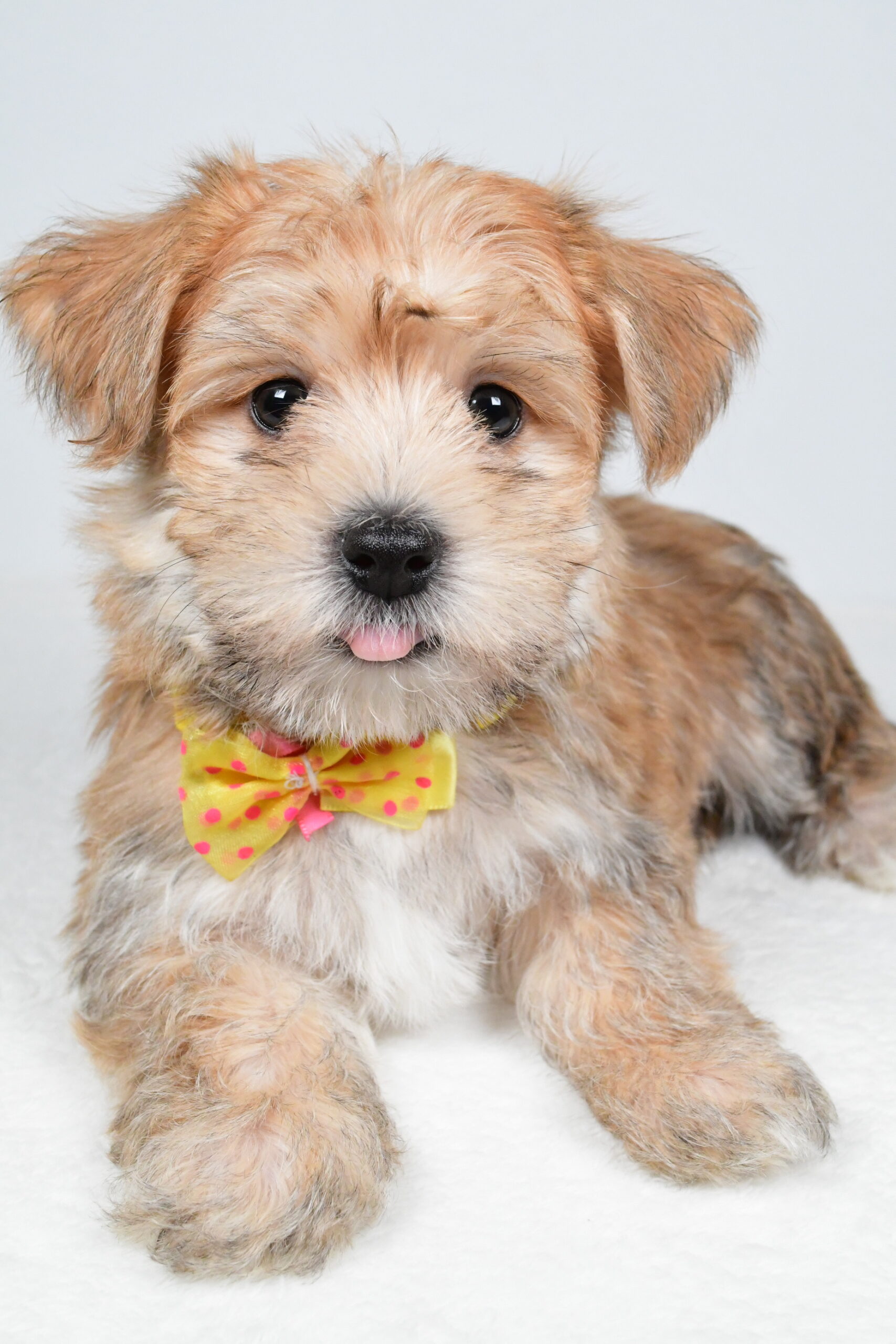 Mr Gabe The Morkie - Image 6