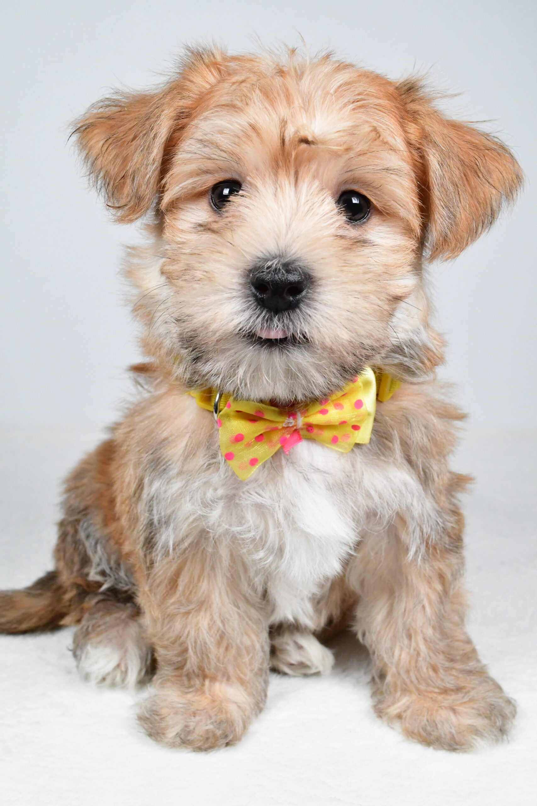 Mr Gabe The Morkie - Image 2