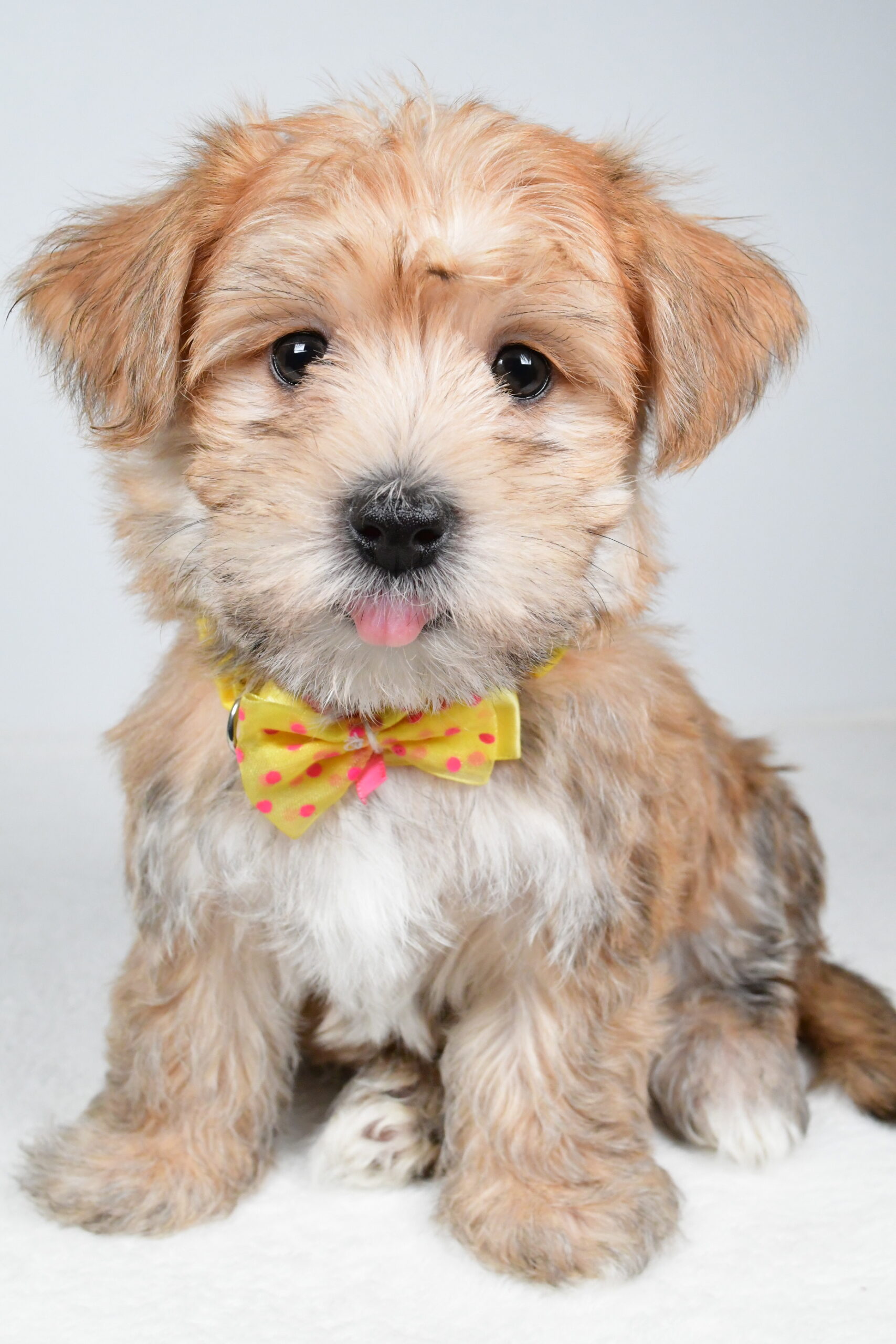 Mr Gabe The Morkie - Image 4