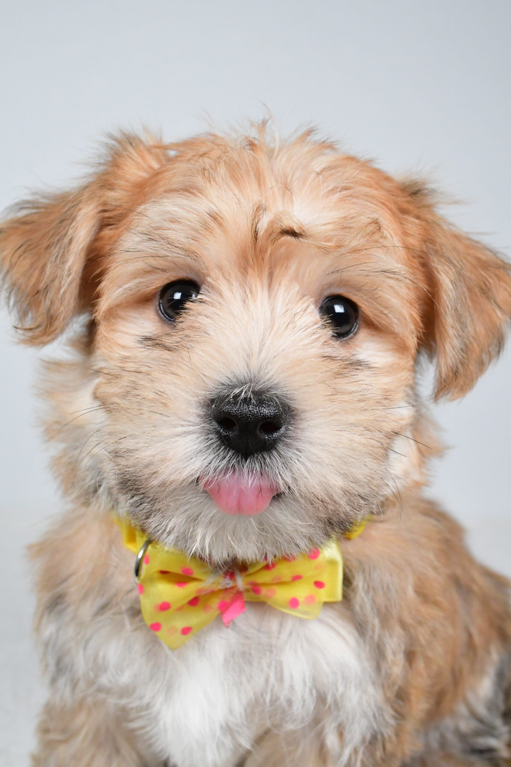 Mr Gabe The Morkie - Image 3