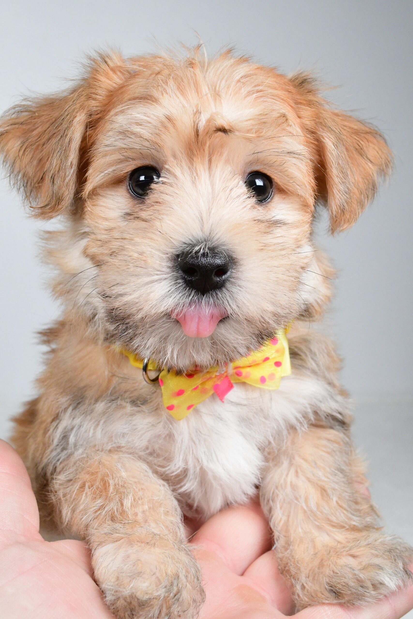 Mr Gabe The Morkie