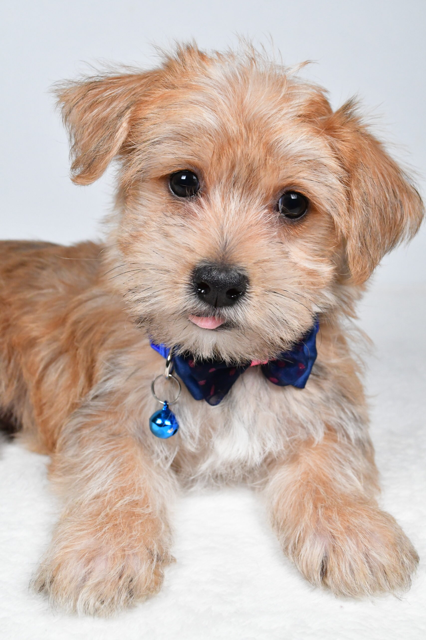 Mr Gunner The Morkie - Image 6