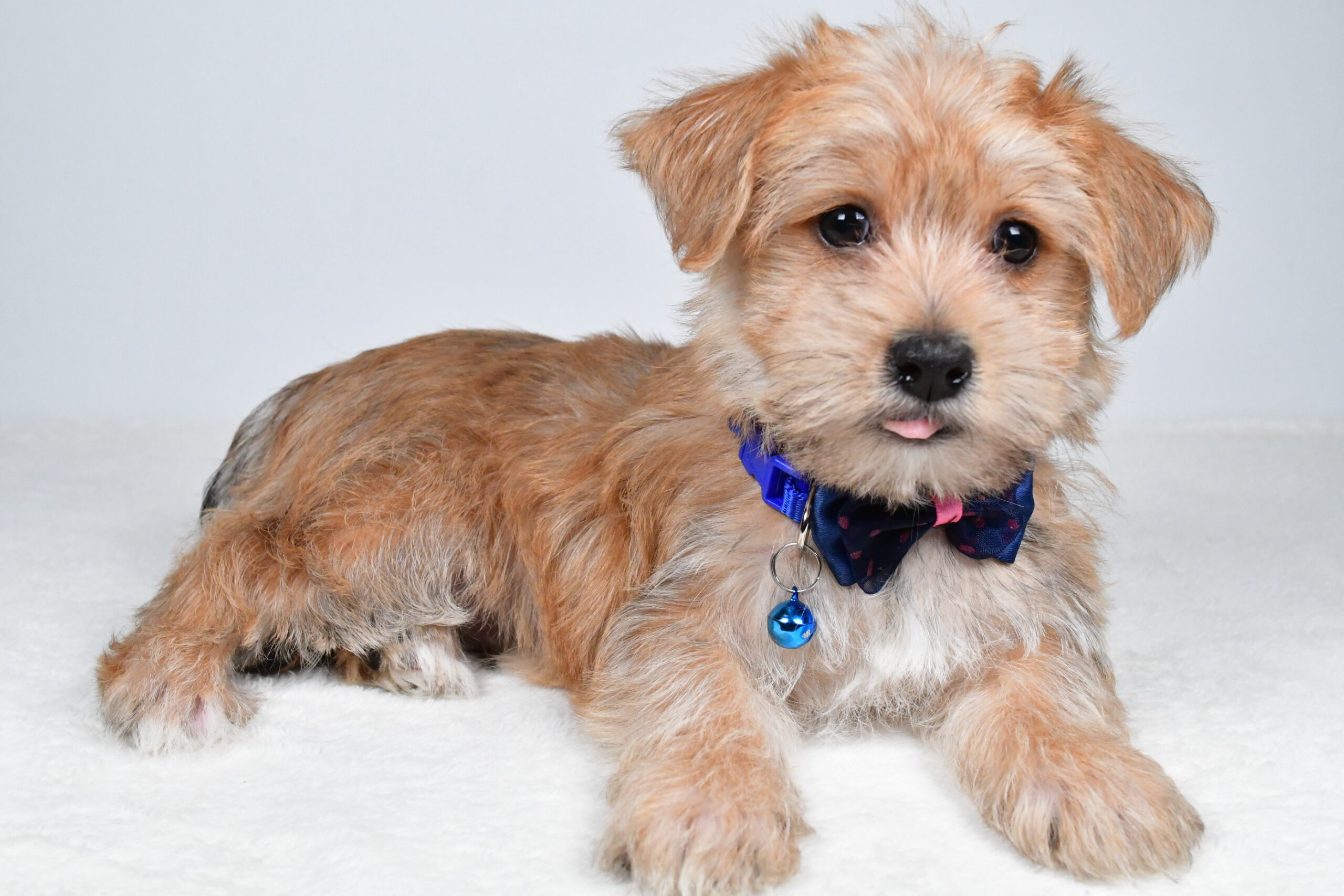 Mr Gunner The Morkie - Image 7