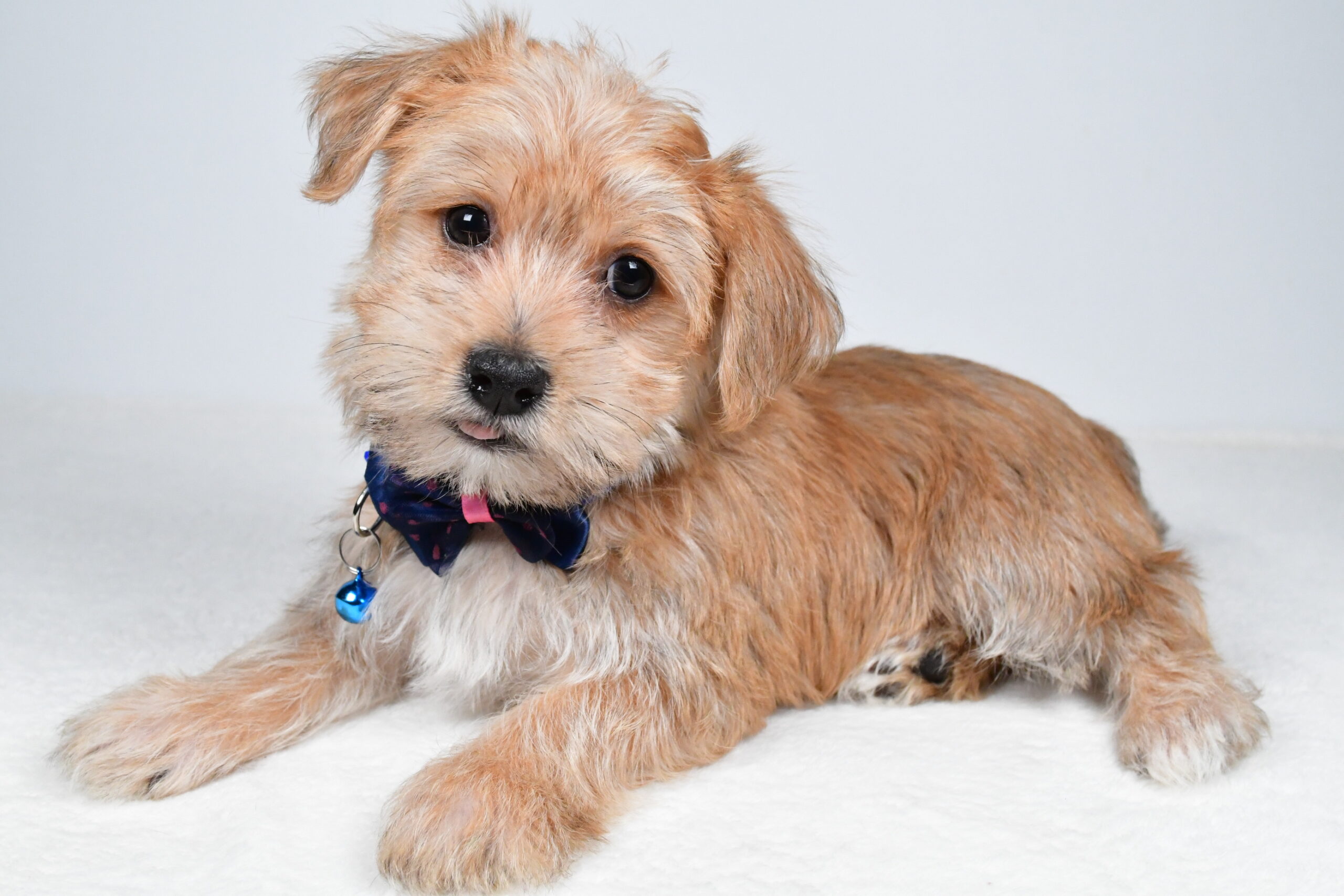 Mr Gunner The Morkie - Image 8