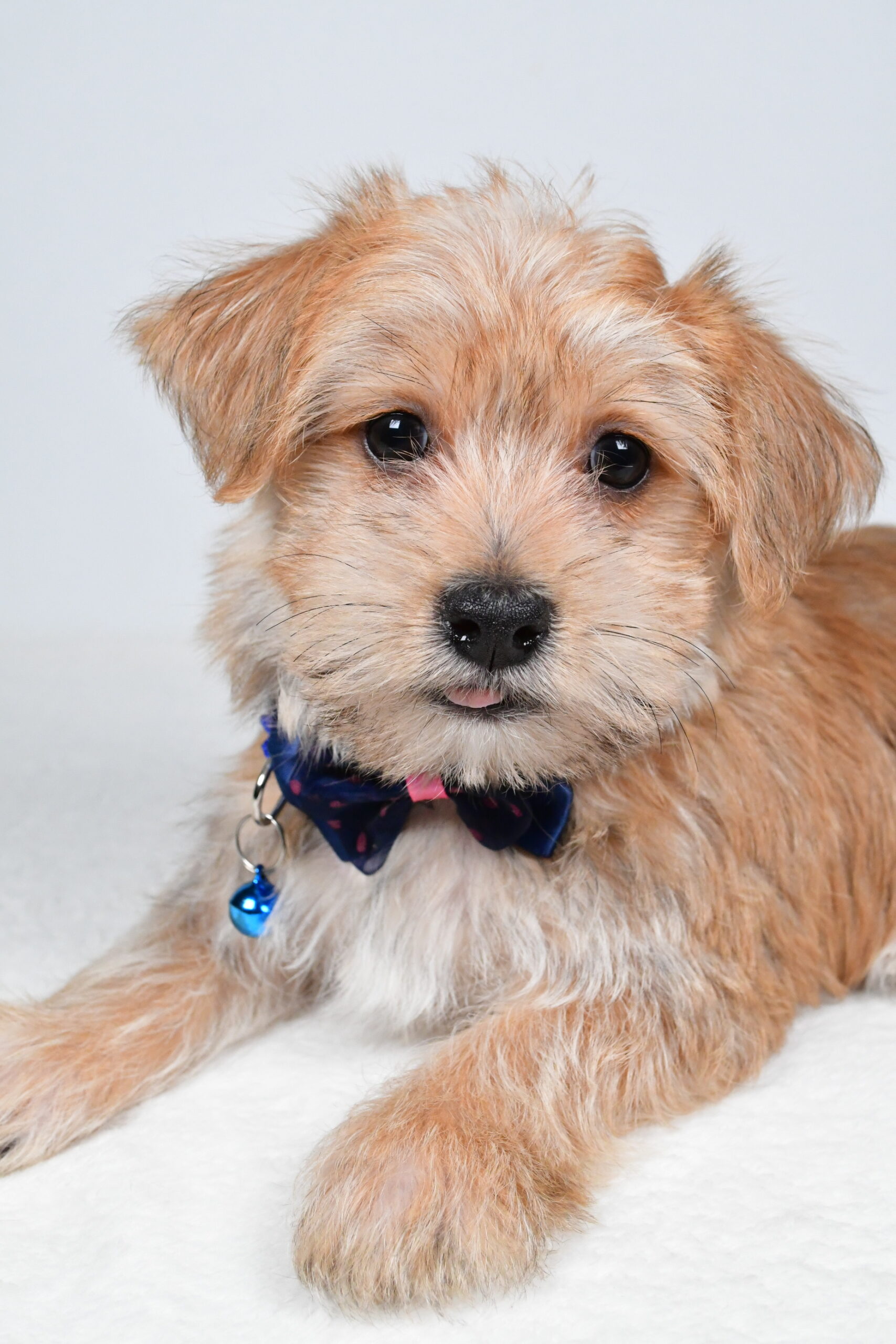 Mr Gunner The Morkie - Image 4