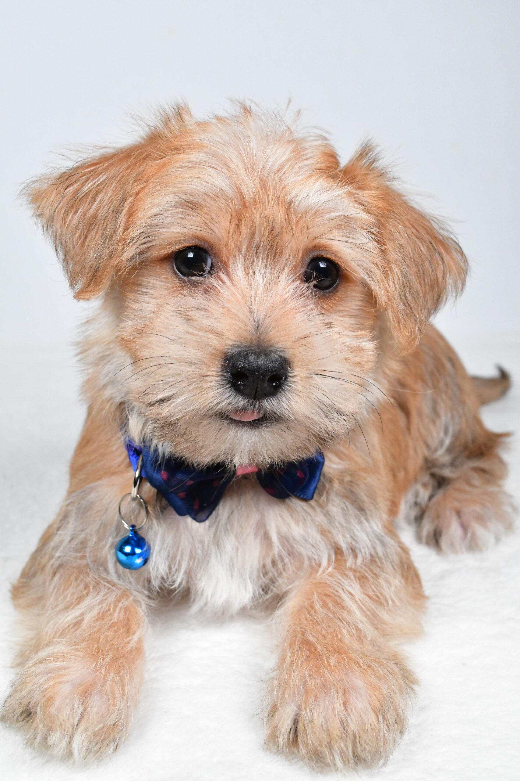 Mr Gunner The Morkie - Image 5