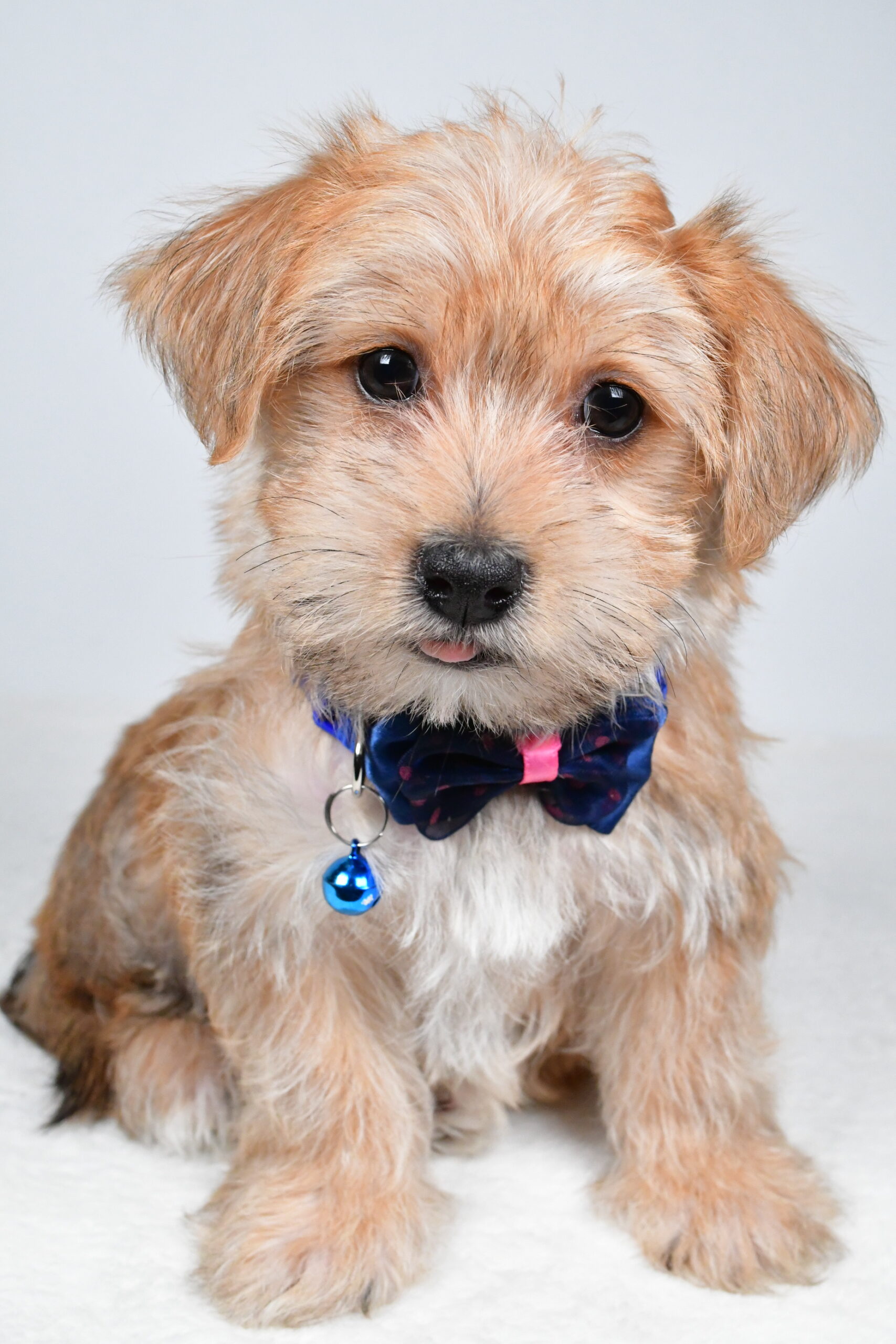 Mr Gunner The Morkie - Image 3