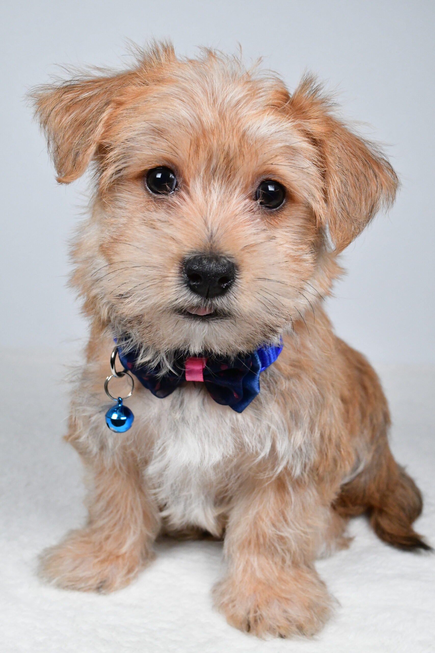 Mr Gunner The Morkie - Image 2