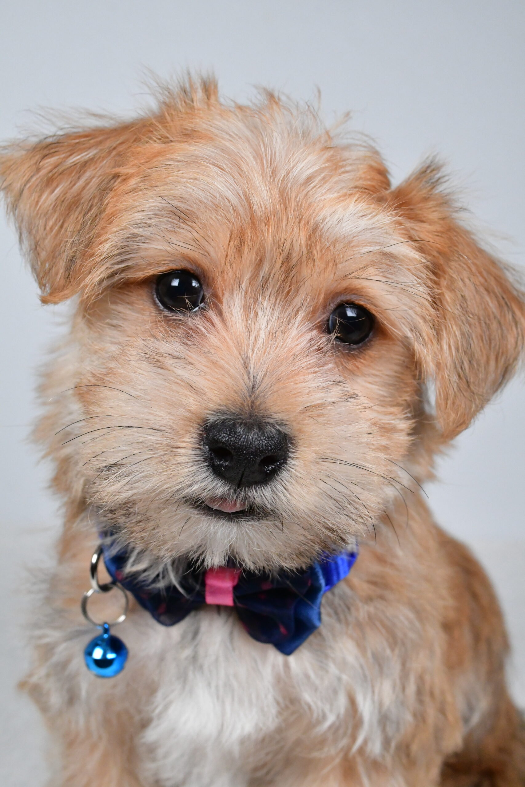 Mr Gunner The Morkie