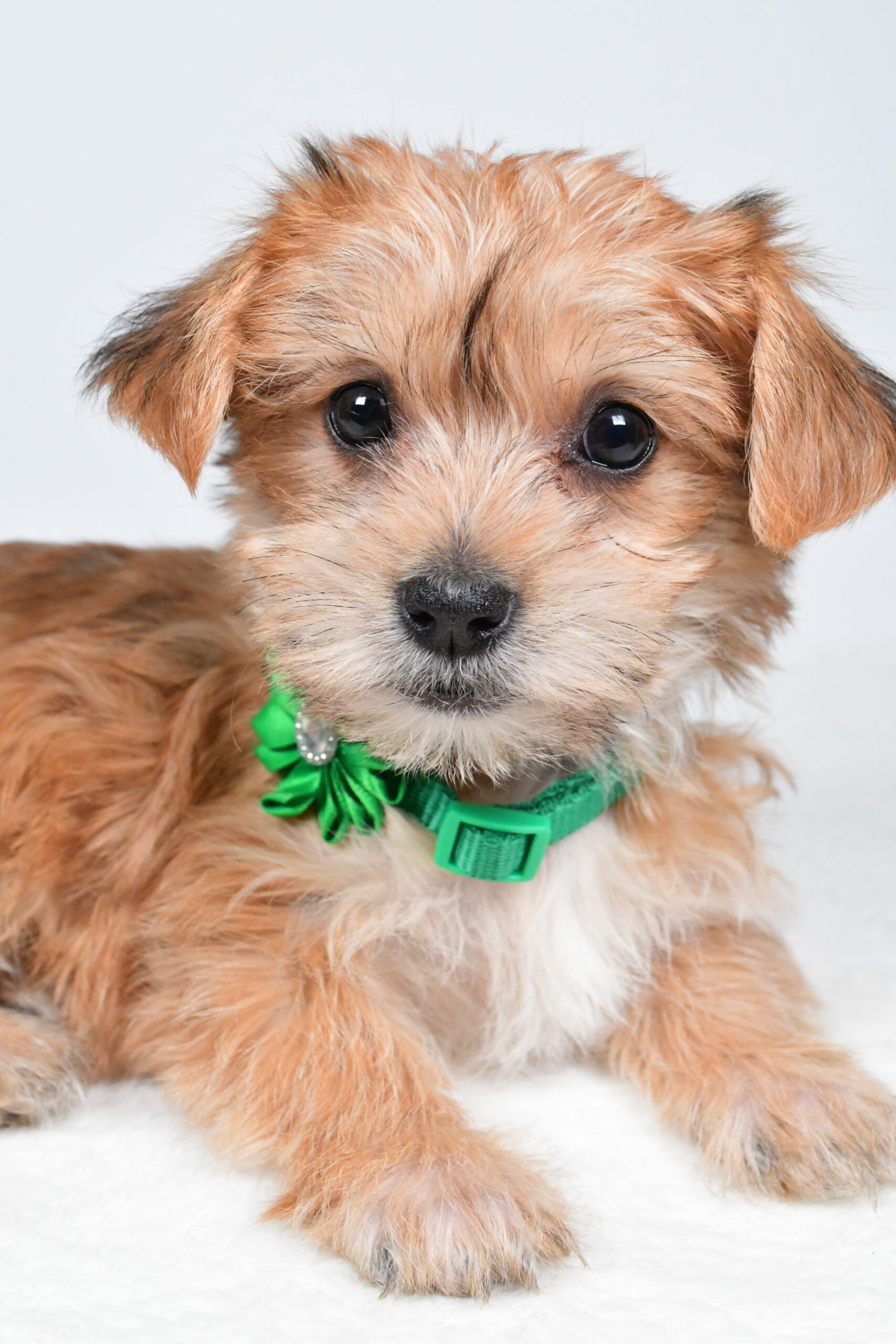 Miss Goldie The Morkie - Image 4