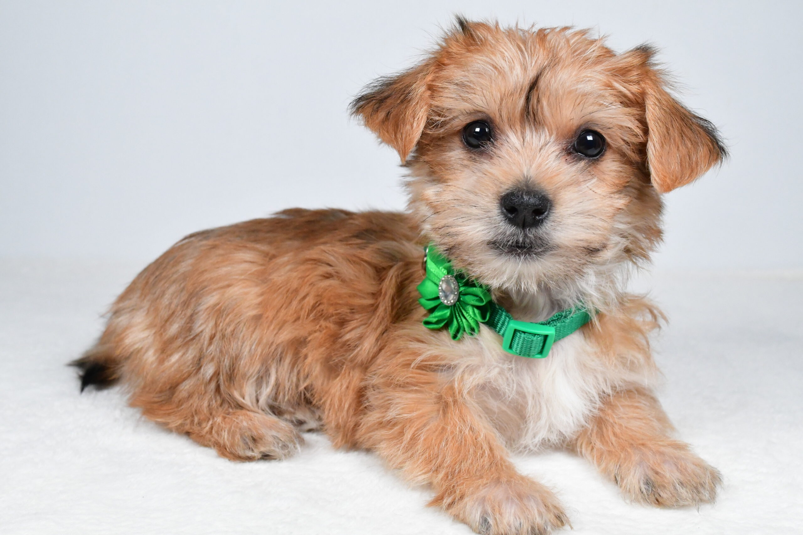 Miss Goldie The Morkie - Image 7