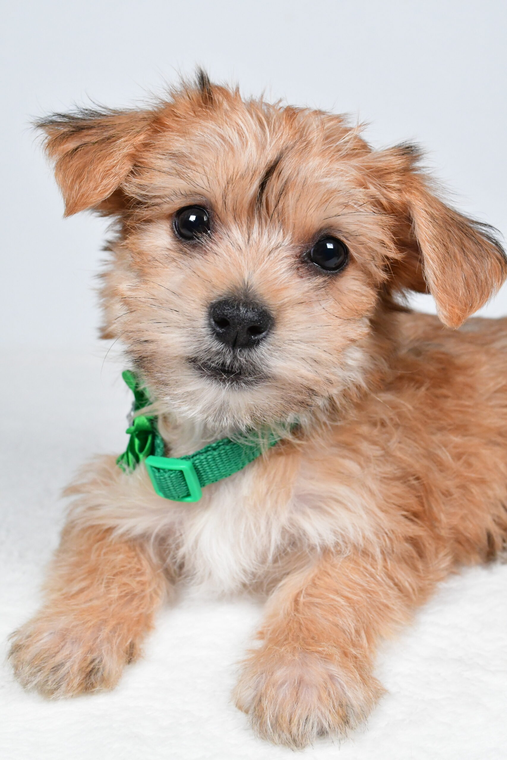 Miss Goldie The Morkie - Image 6