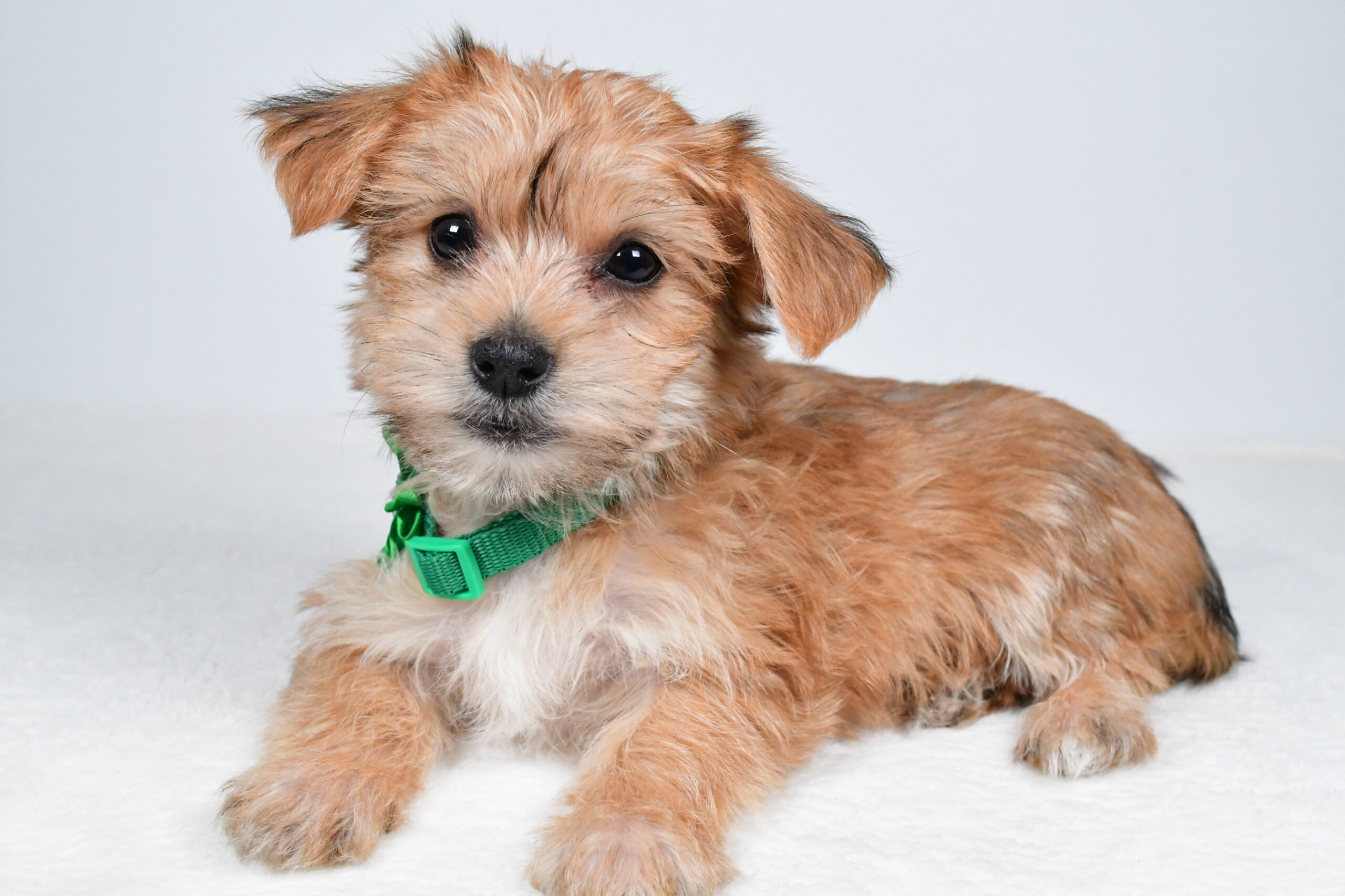 Miss Goldie The Morkie - Image 8