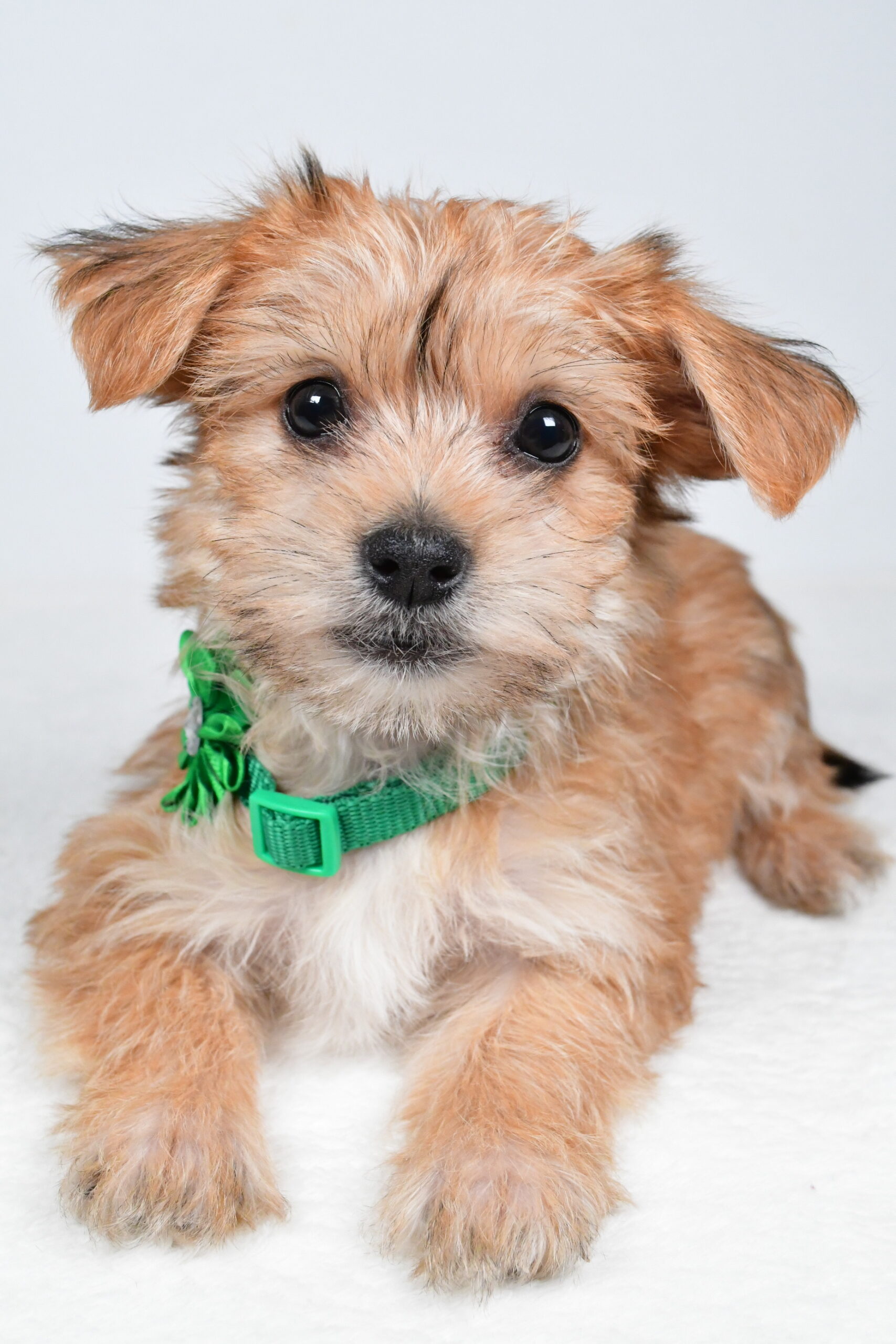 Miss Goldie The Morkie - Image 5