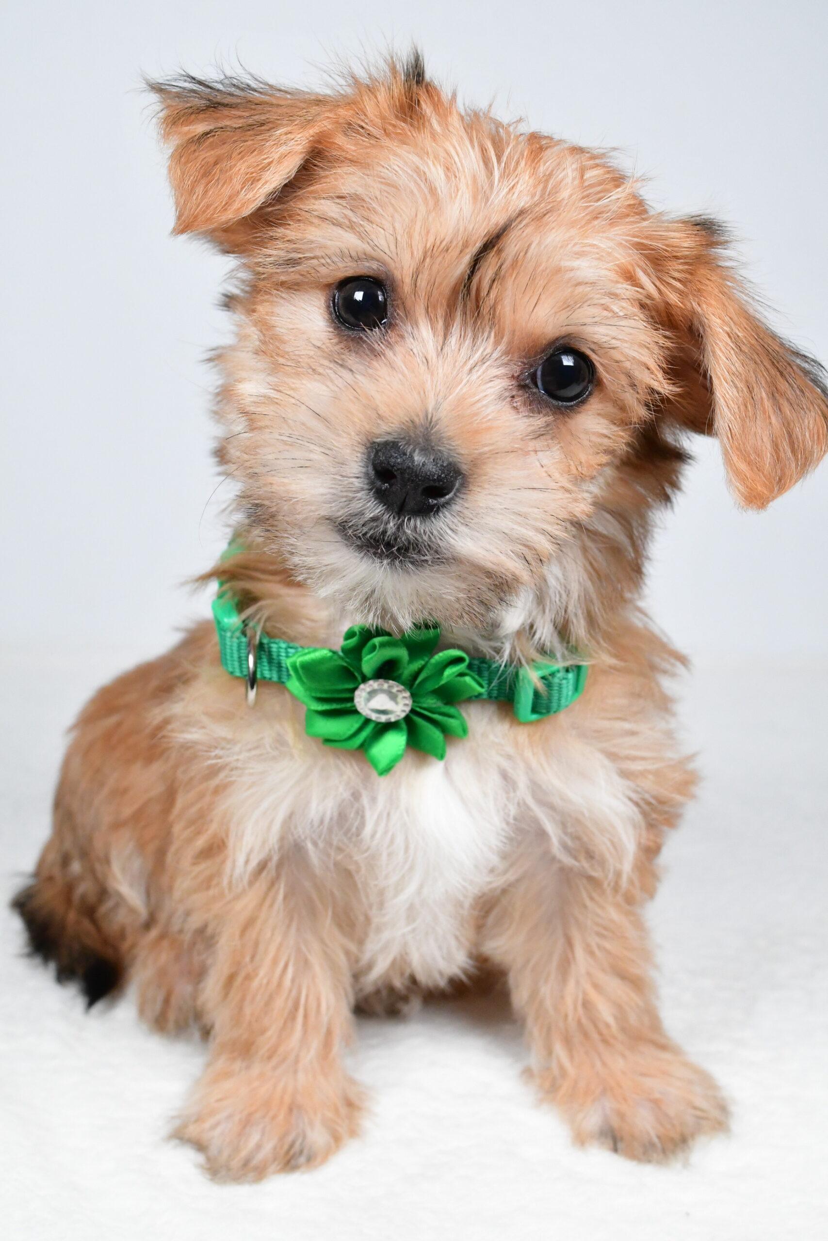 Miss Goldie The Morkie - Image 2