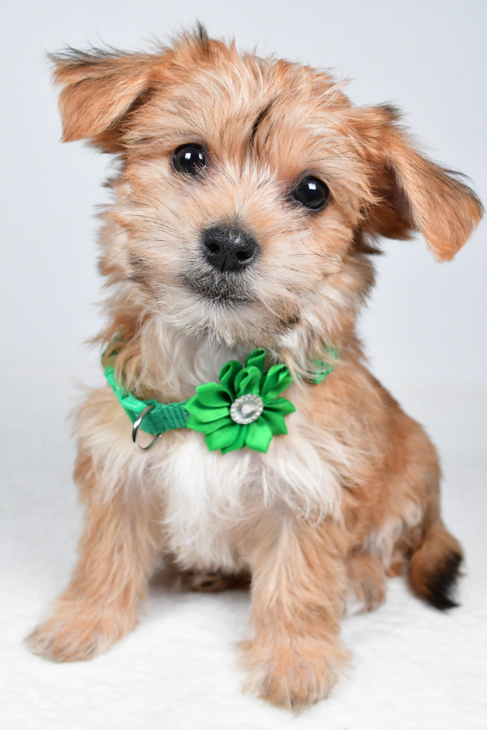 Miss Goldie The Morkie - Image 3