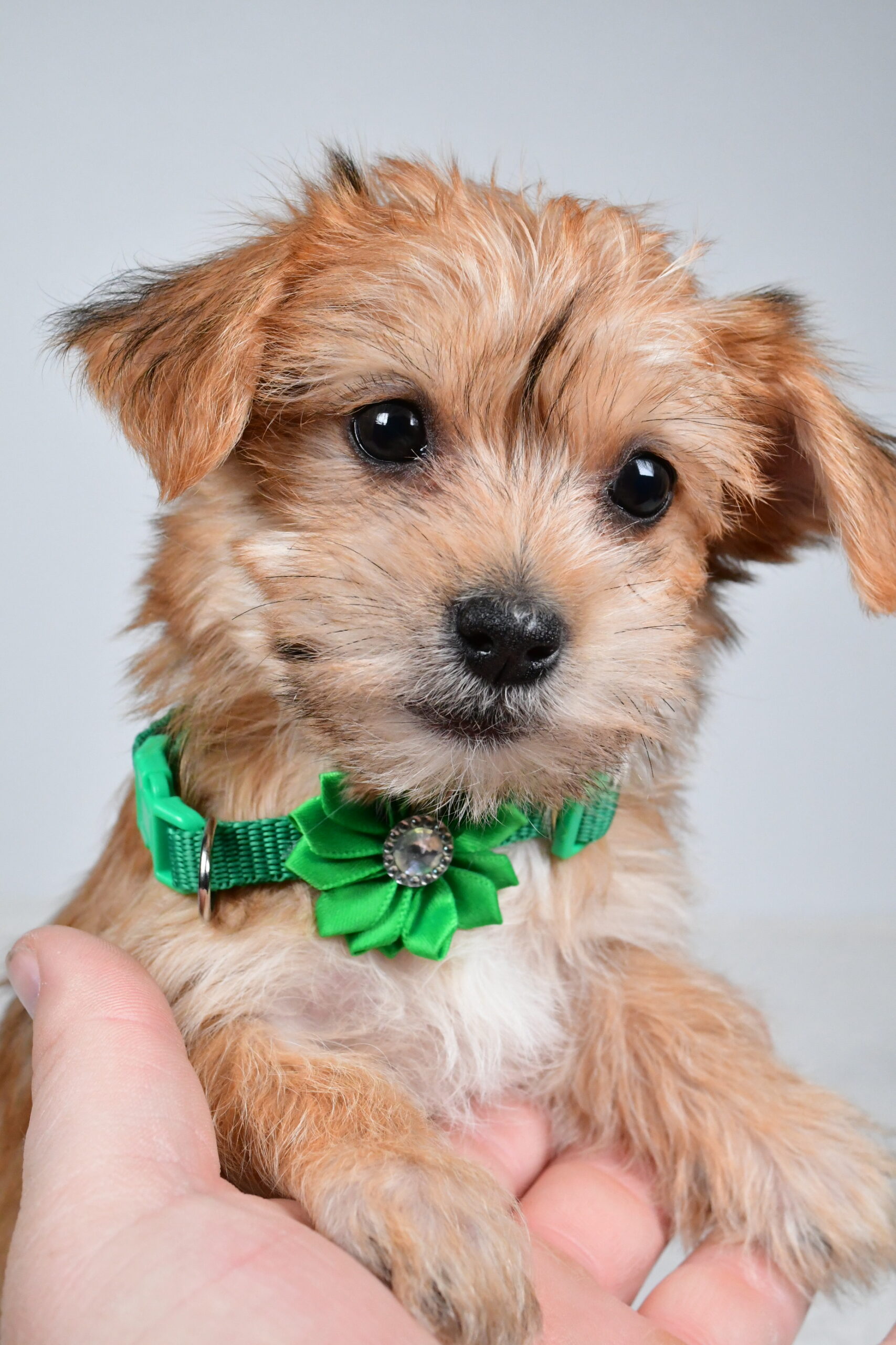 Miss Goldie The Morkie