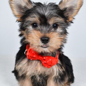 Mr Mason The  Yorkshire Terrier