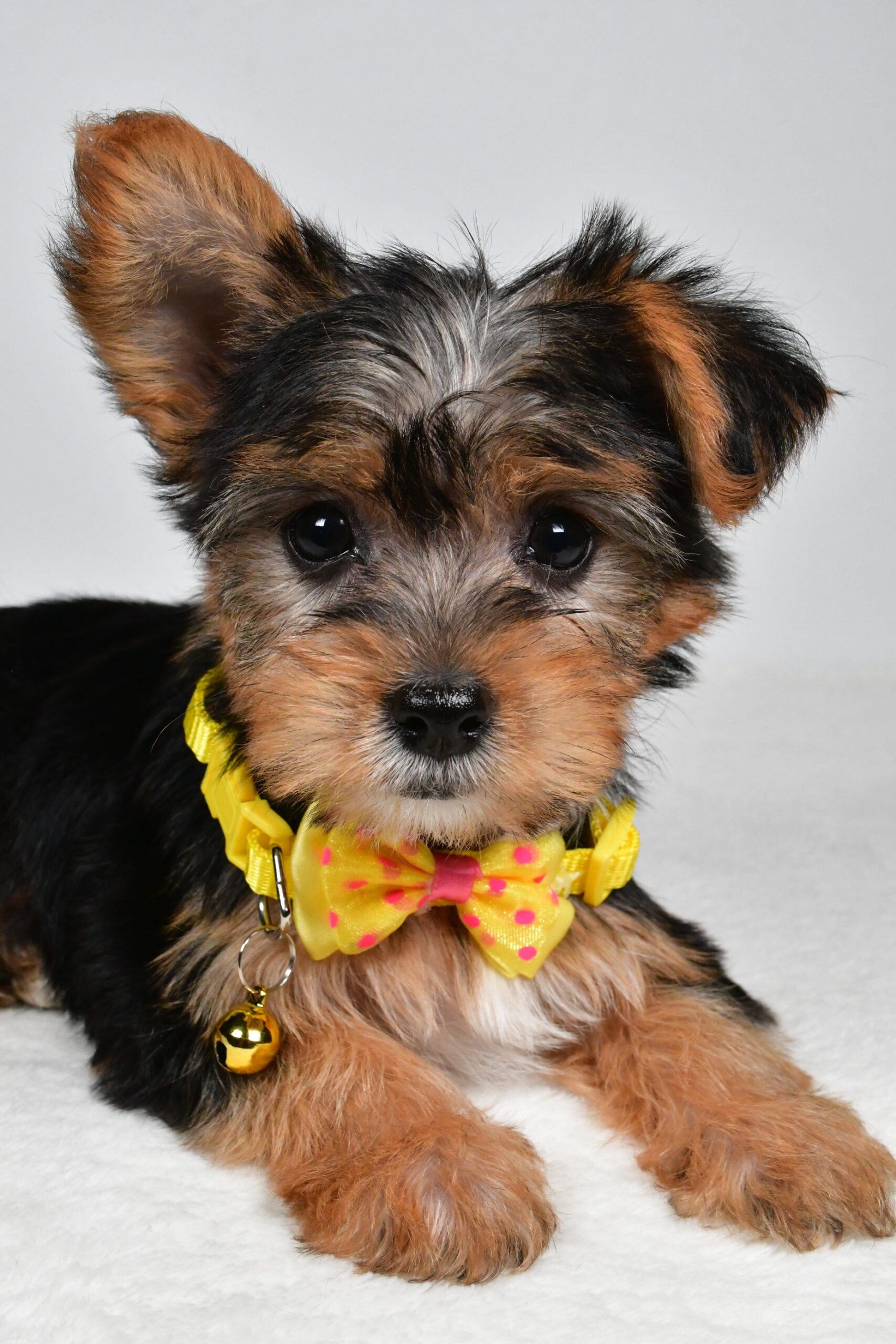 Mr Myles The Yorkshire Terrier - Image 2