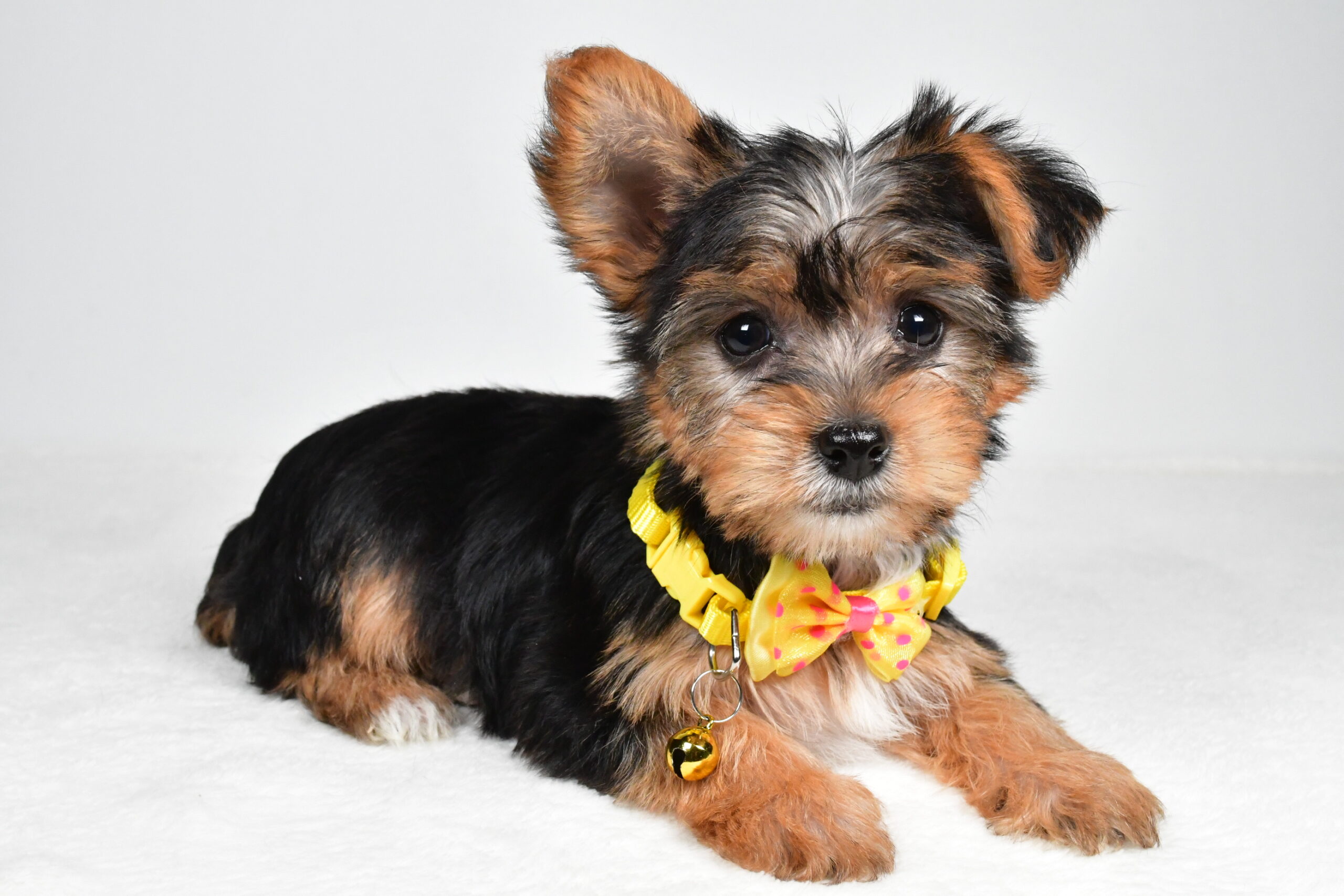 Mr Myles The Yorkshire Terrier - Image 6