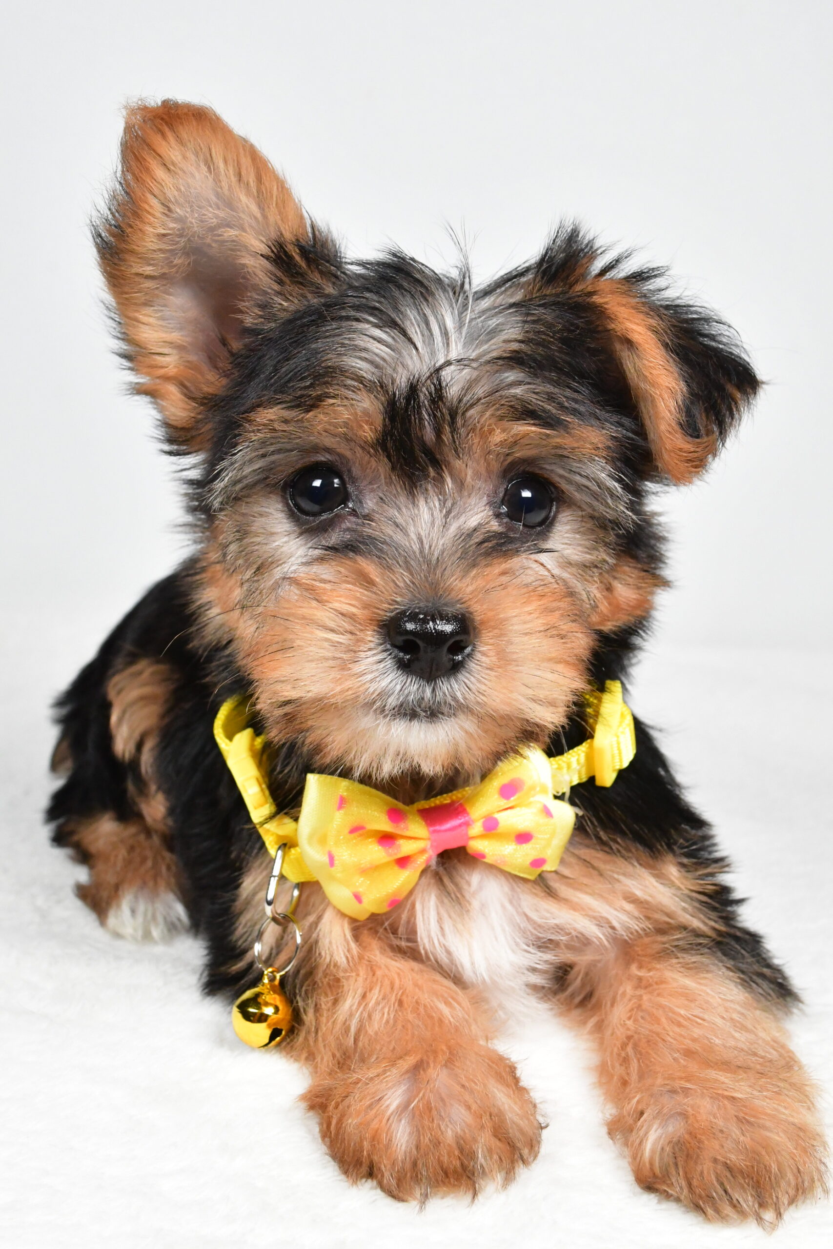 Mr Myles The Yorkshire Terrier - Image 3