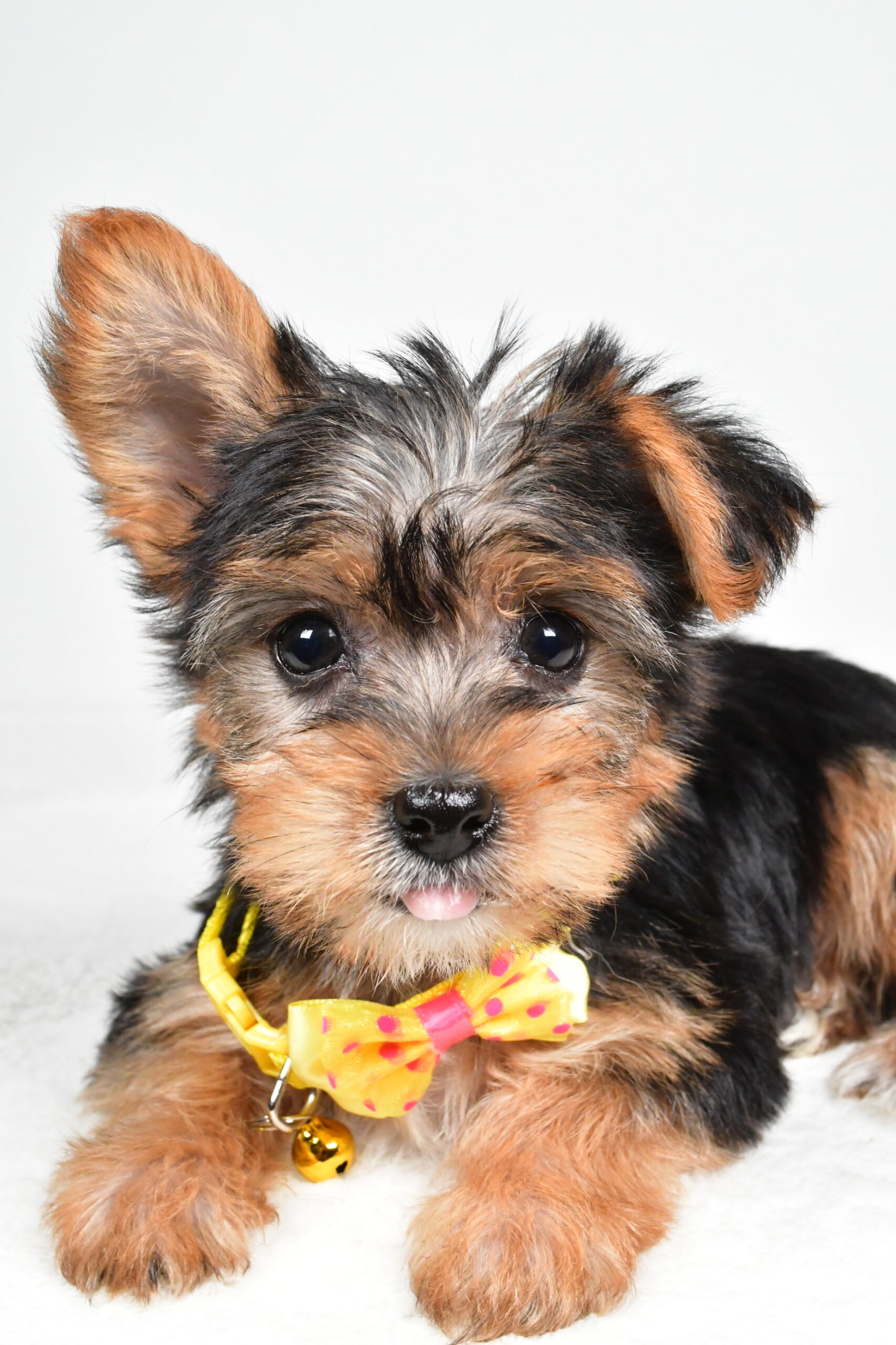 Mr Myles The Yorkshire Terrier - Image 4