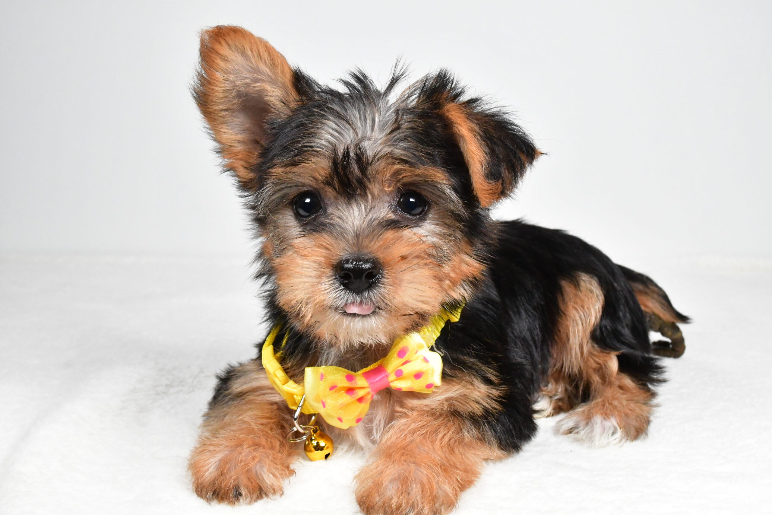 Mr Myles The Yorkshire Terrier - Image 5