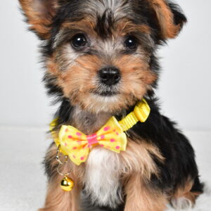 Mr Myles The  Yorkshire Terrier
