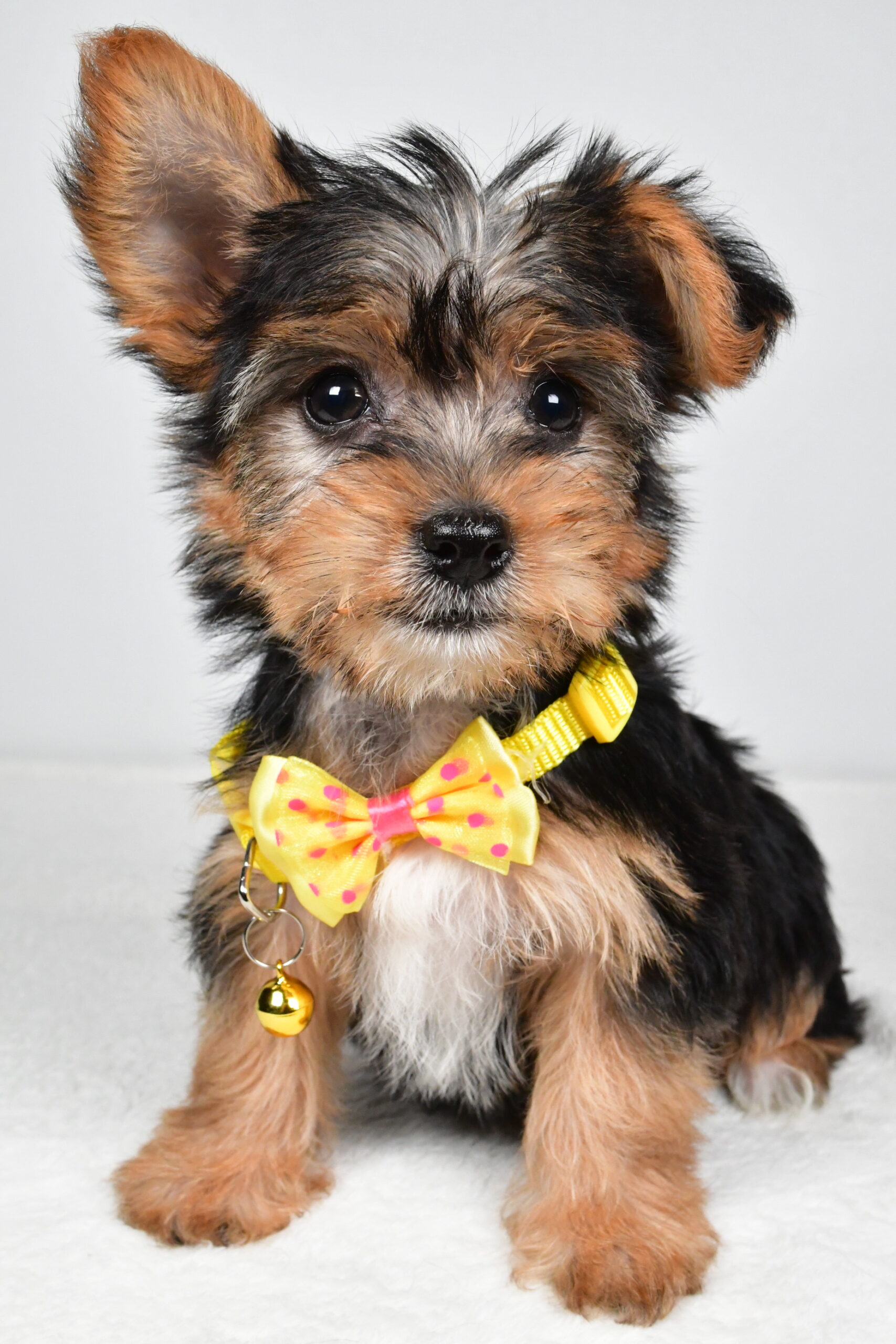 Mr Myles The Yorkshire Terrier