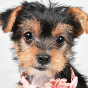 Miss Melody The  Yorkshire Terrier