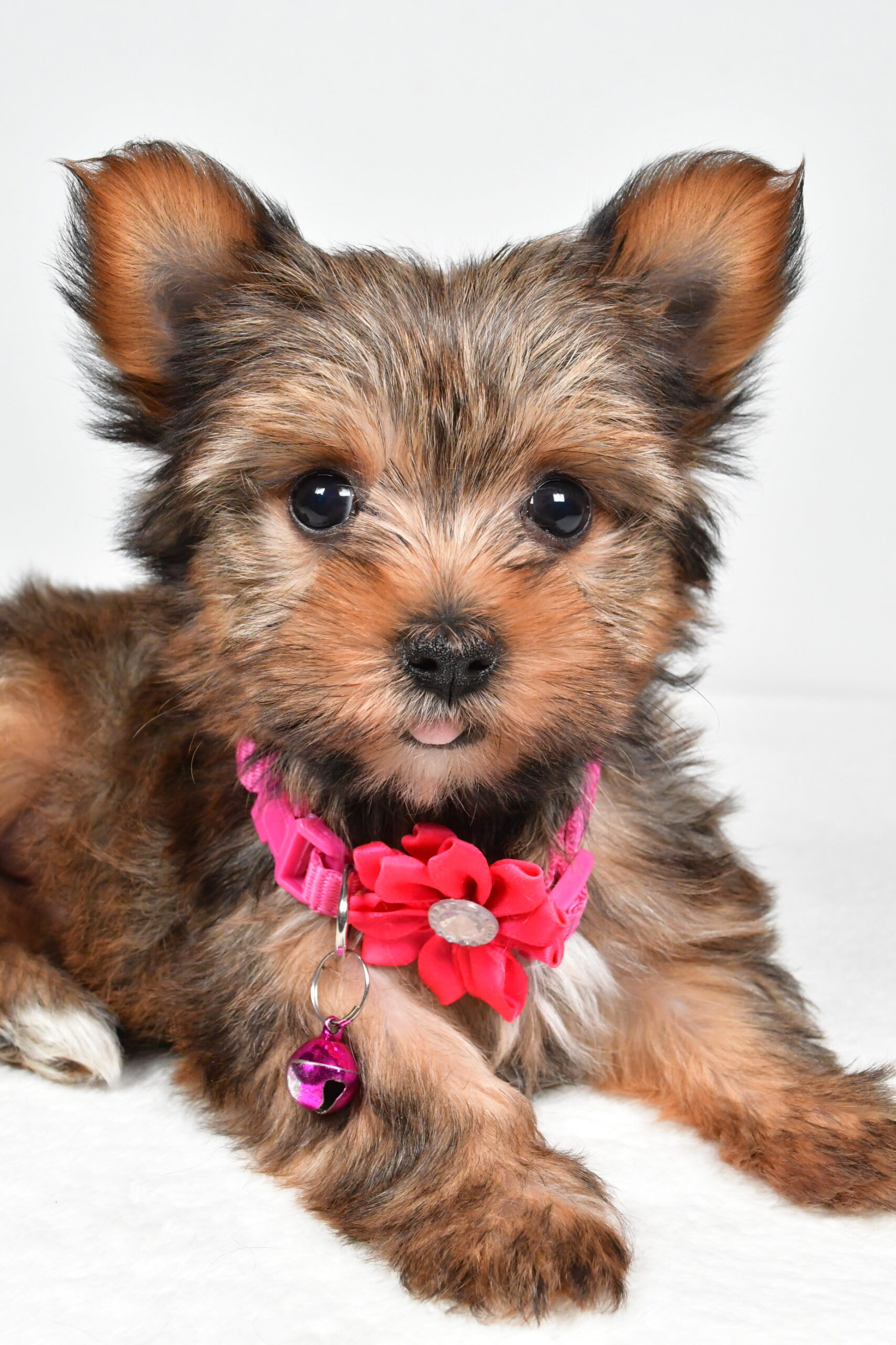 Miss Jana The Yorkshire Terrier - Image 3