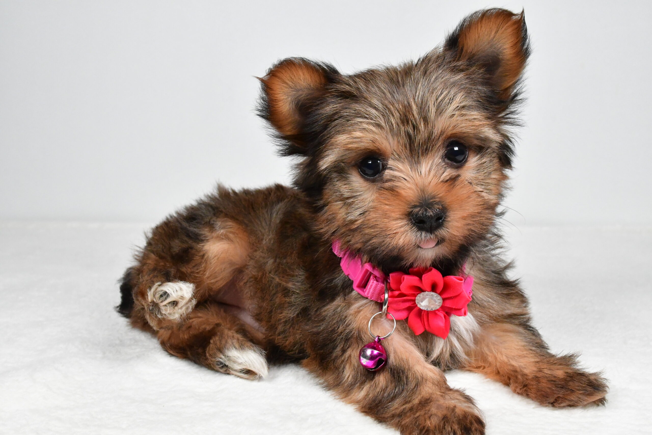 Miss Jana The Yorkshire Terrier - Image 6