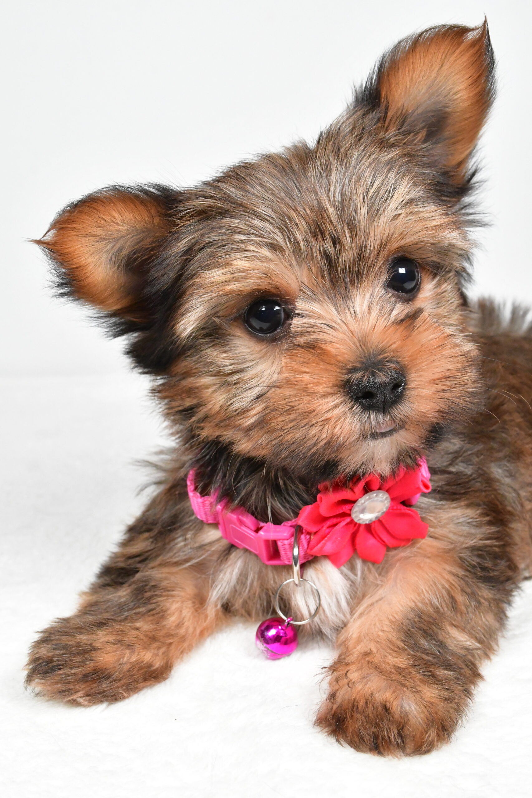 Miss Jana The Yorkshire Terrier - Image 5