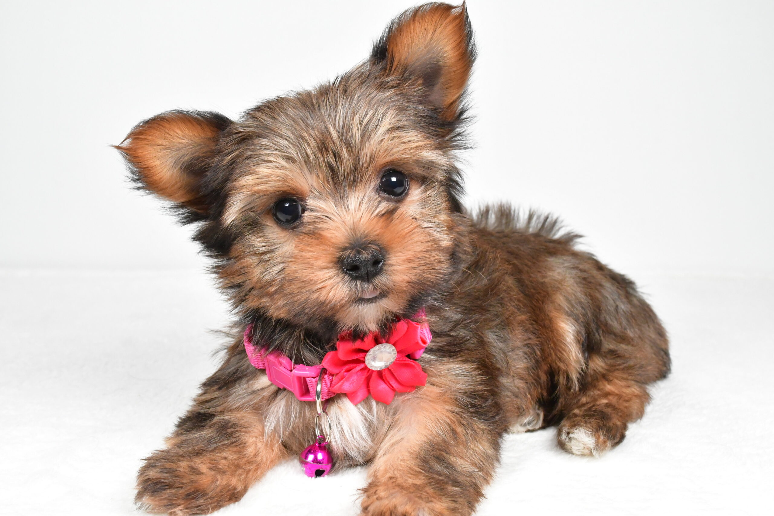 Miss Jana The Yorkshire Terrier - Image 7