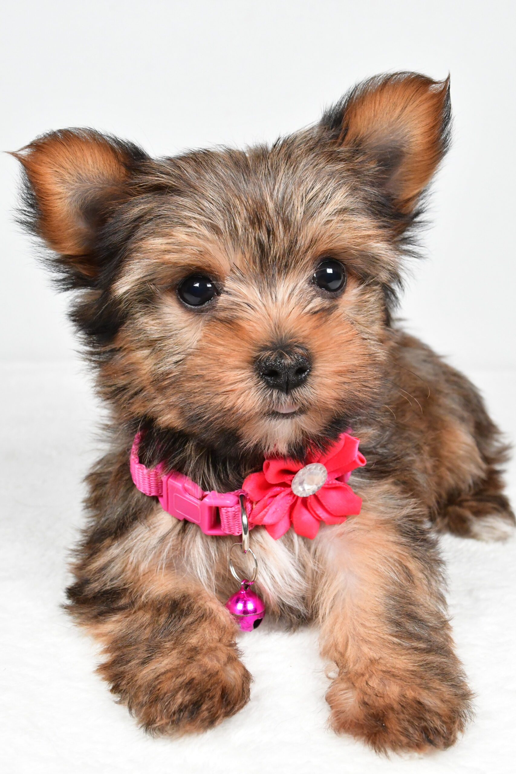 Miss Jana The Yorkshire Terrier - Image 4
