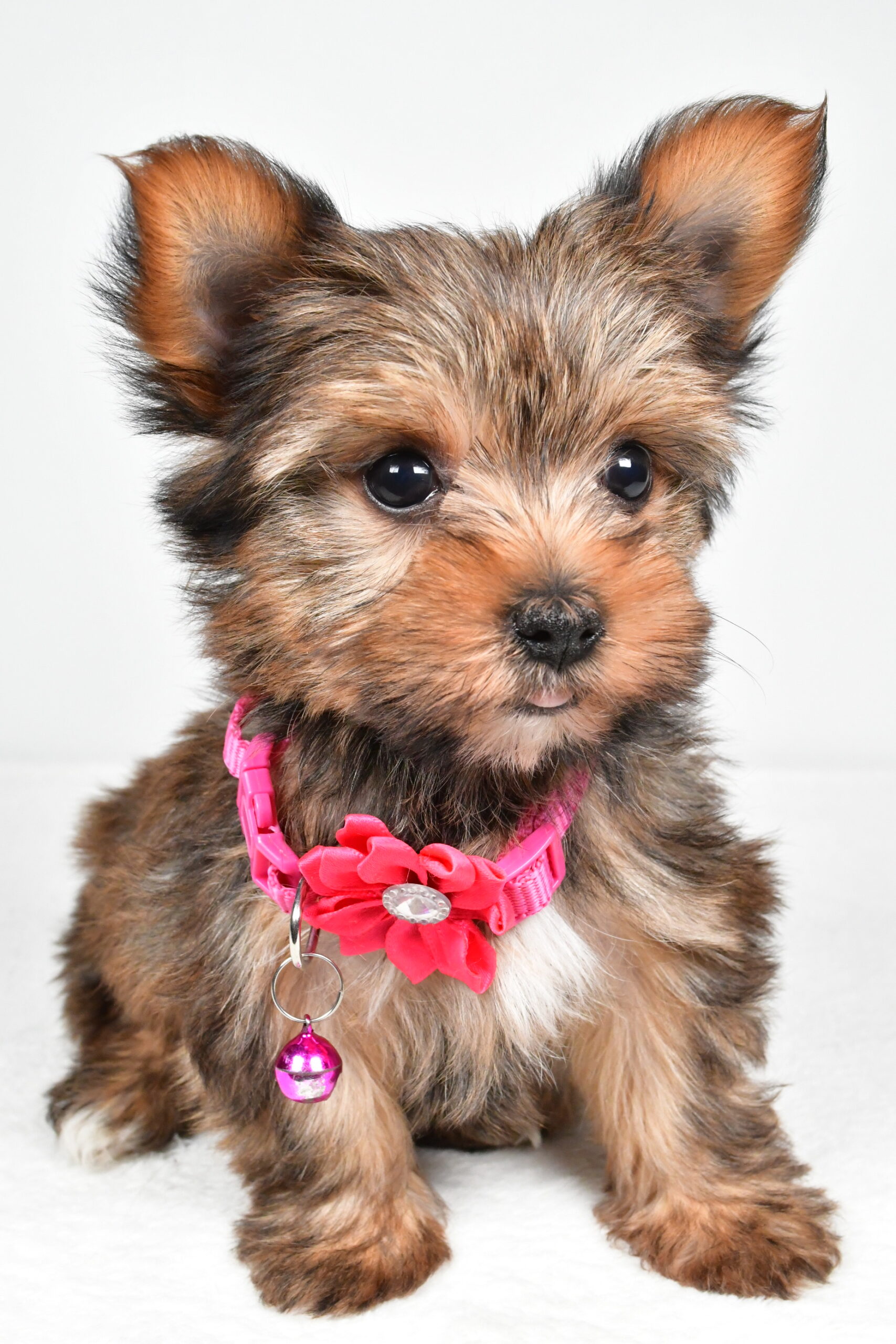 Miss Jana The Yorkshire Terrier - Image 2