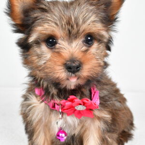 Miss Jana The  Yorkshire Terrier