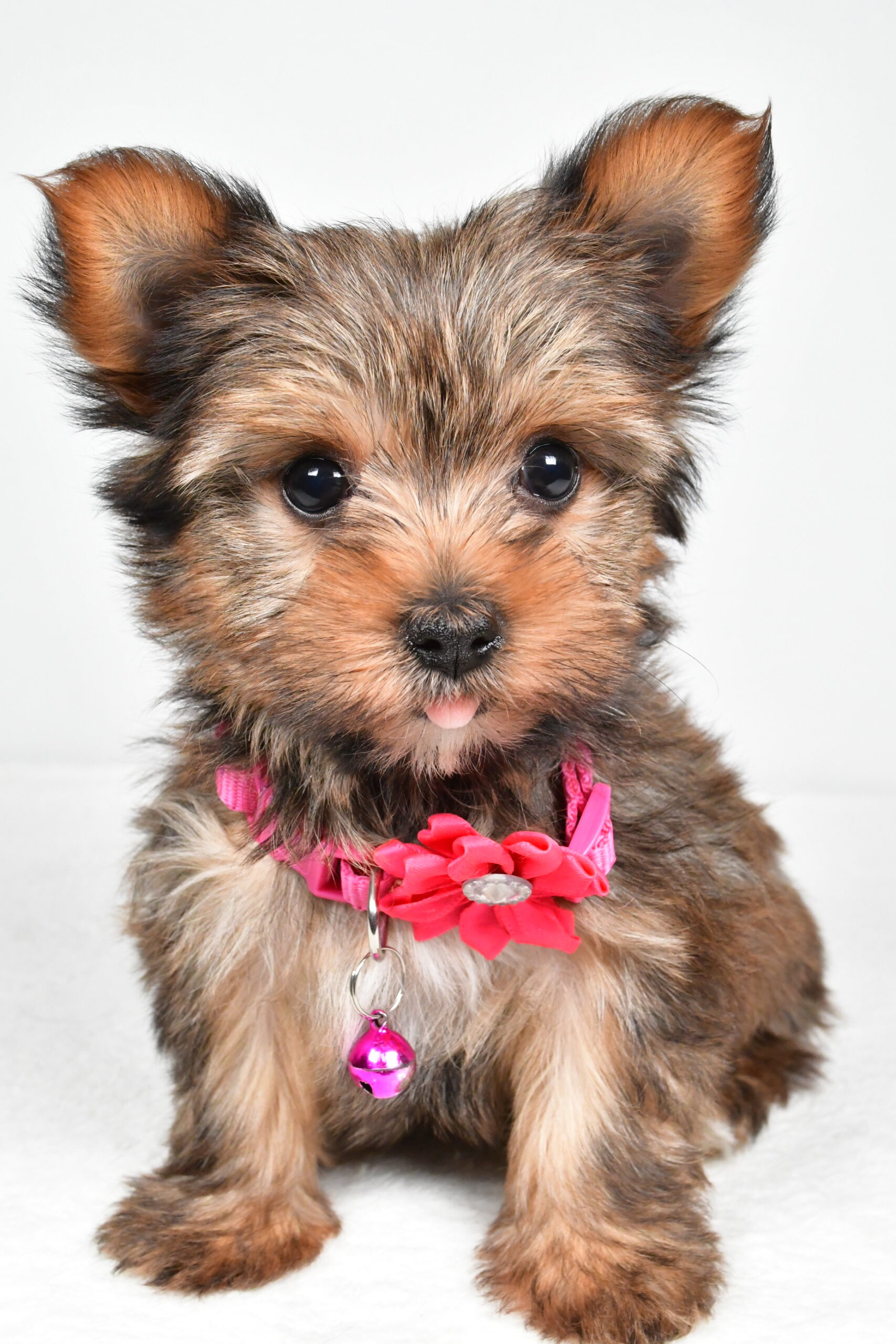 Miss Jana The Yorkshire Terrier