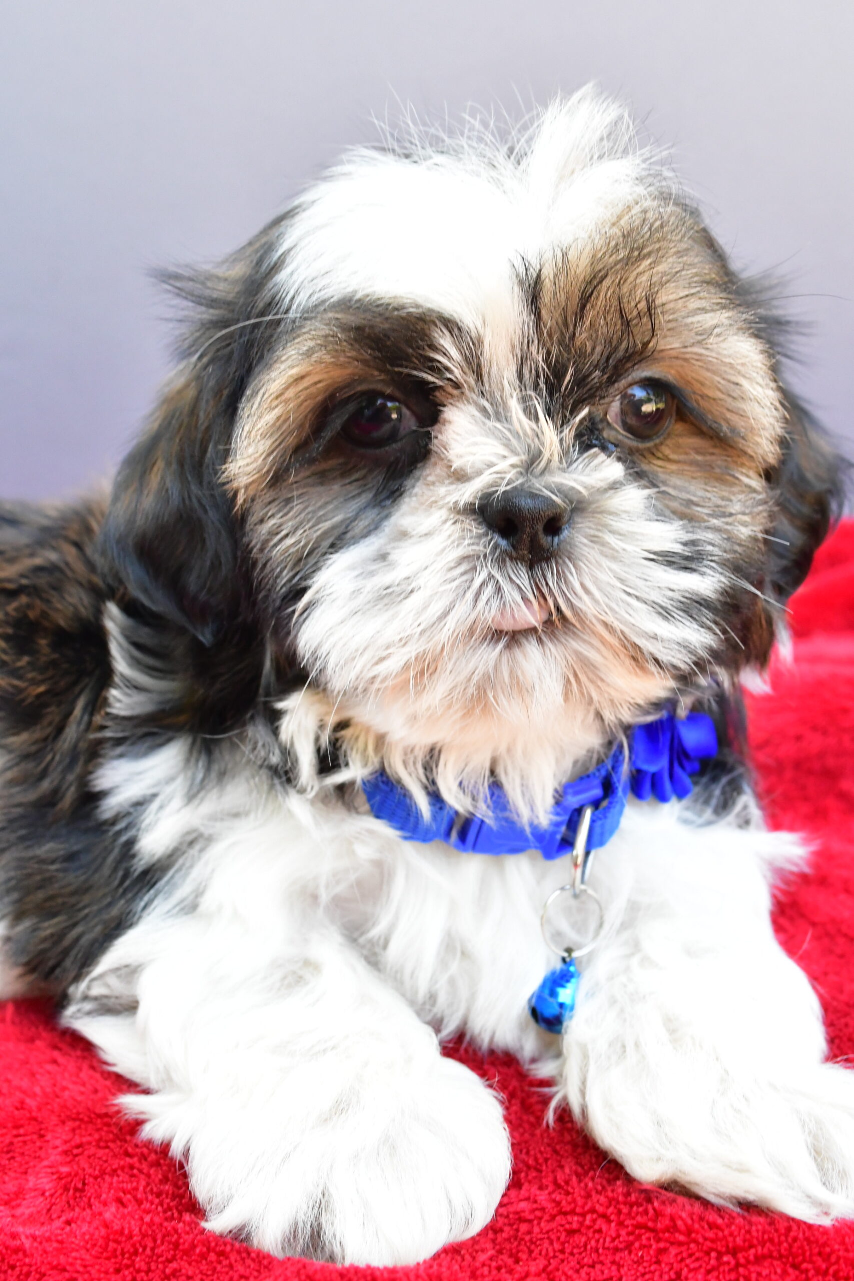 Miss Sage The Shihtzu - Image 4