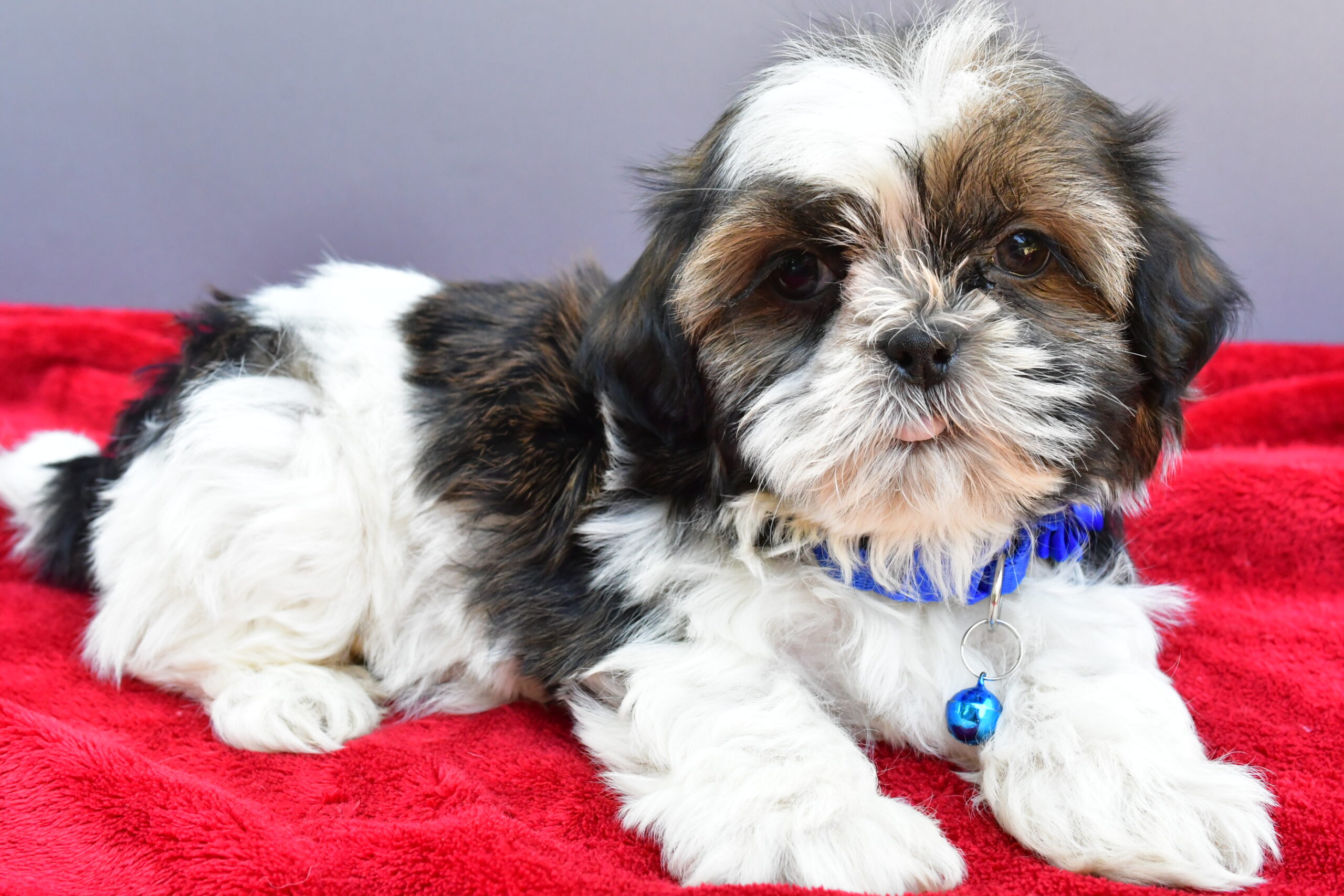 Miss Sage The Shihtzu - Image 7