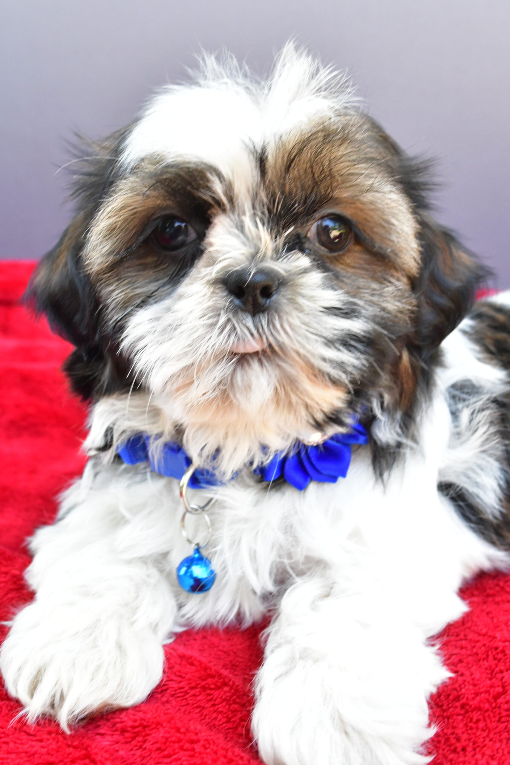 Miss Sage The Shihtzu - Image 6