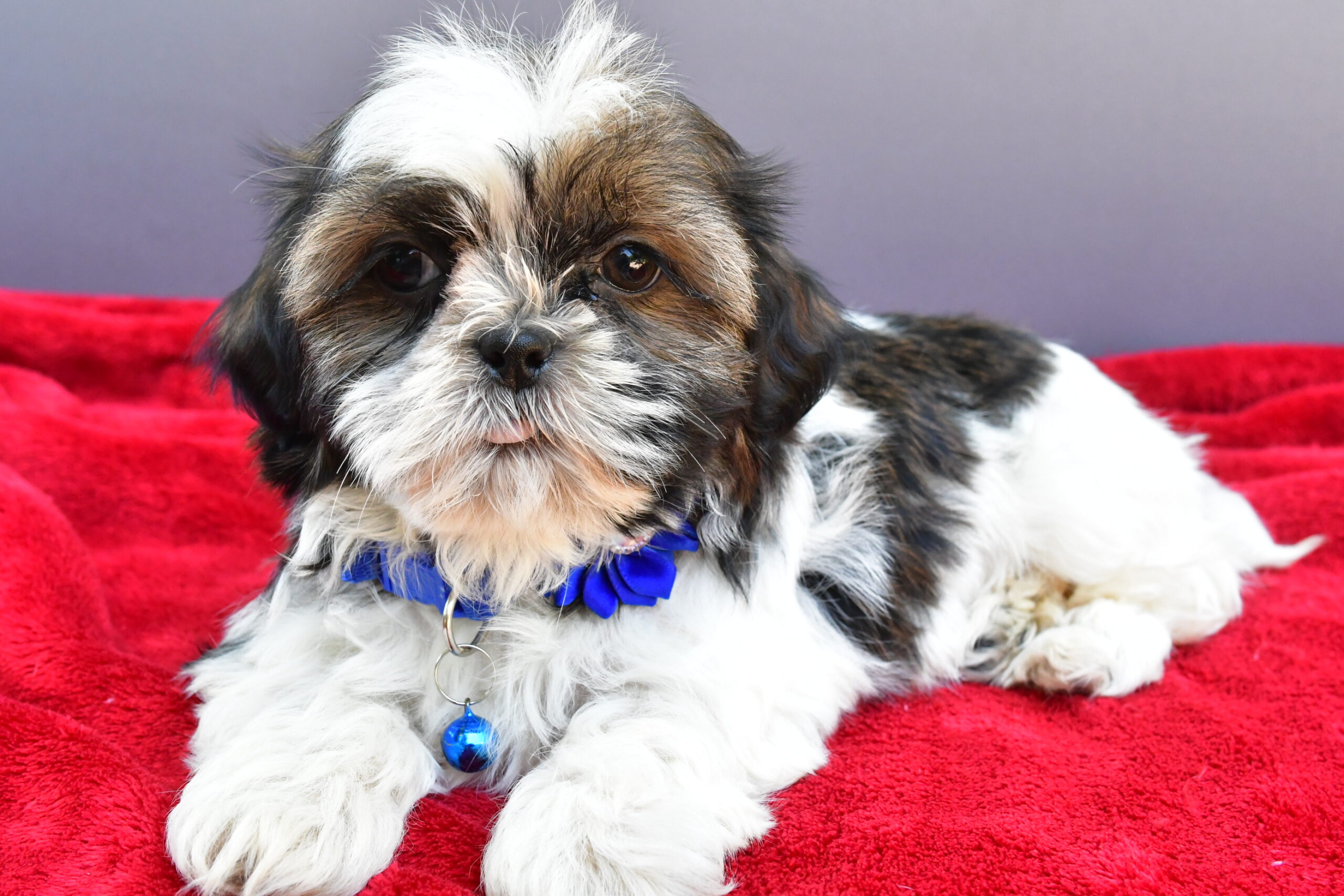 Miss Sage The Shihtzu - Image 8