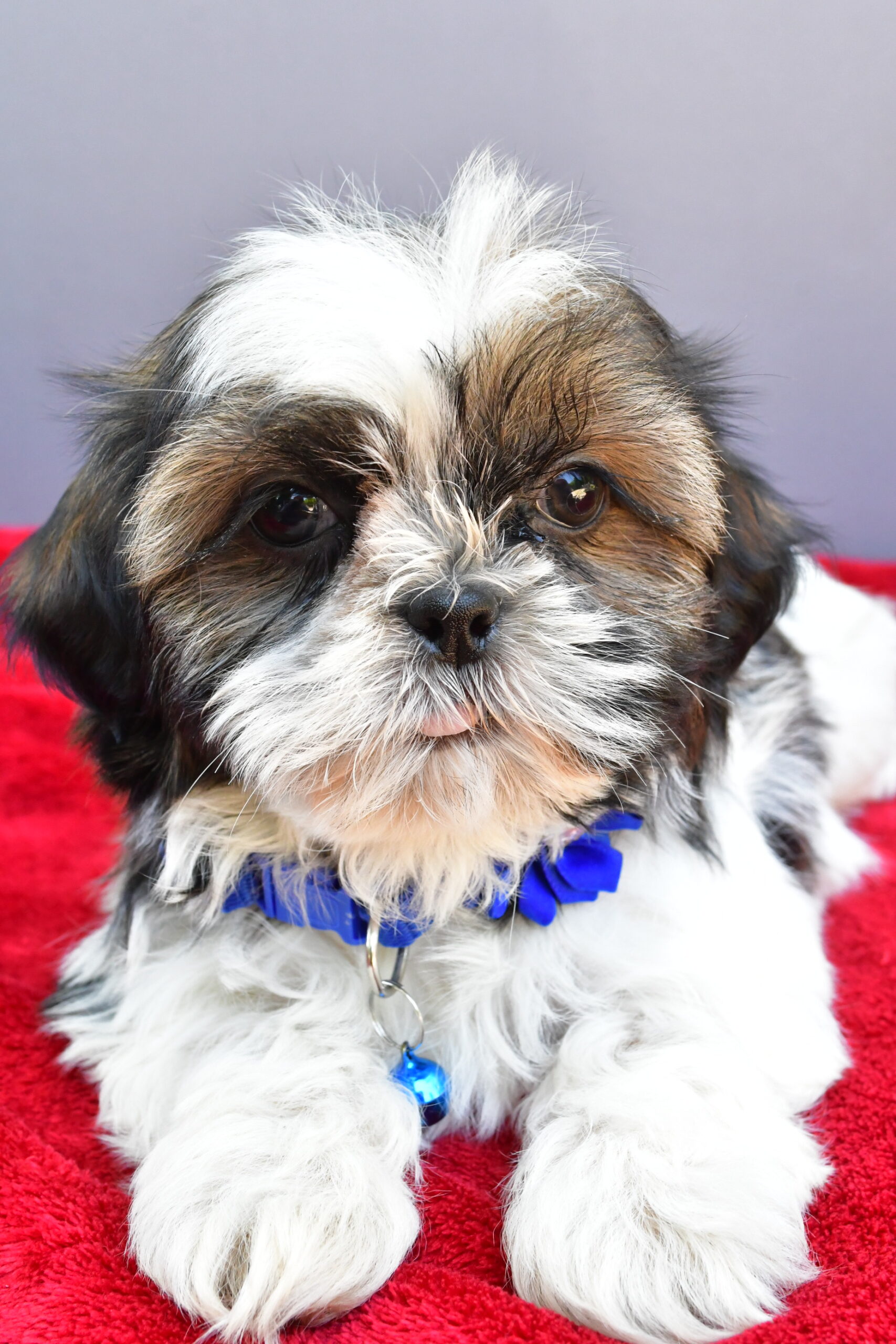 Miss Sage The Shihtzu - Image 5