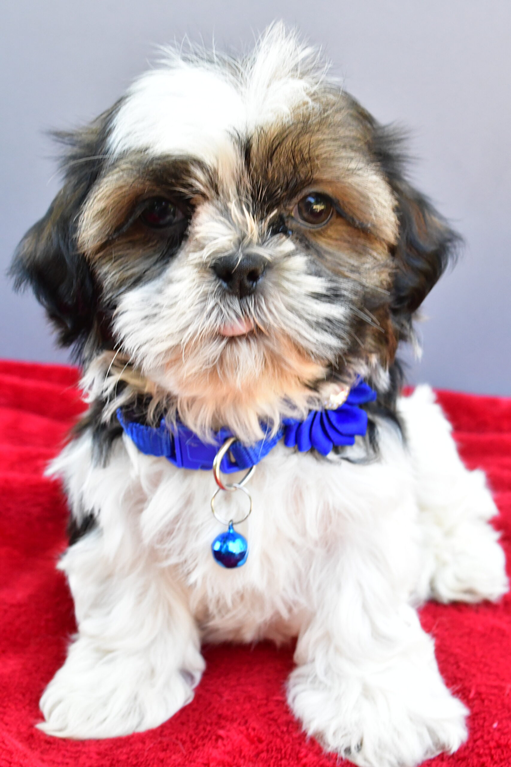 Miss Sage The Shihtzu - Image 3