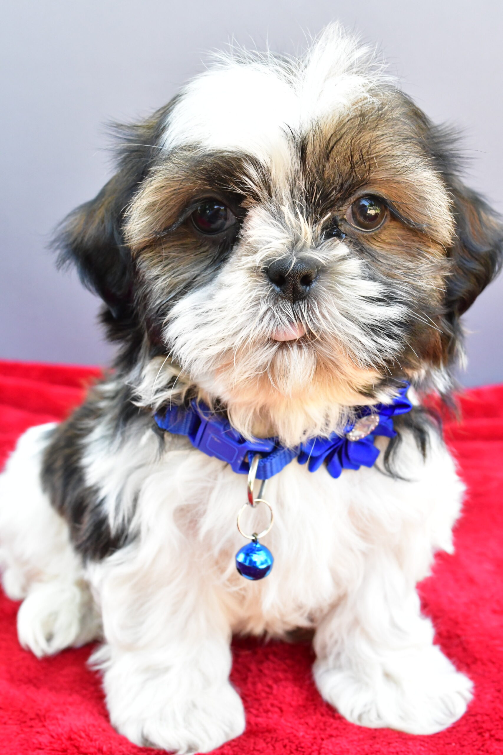 Miss Sage The Shihtzu