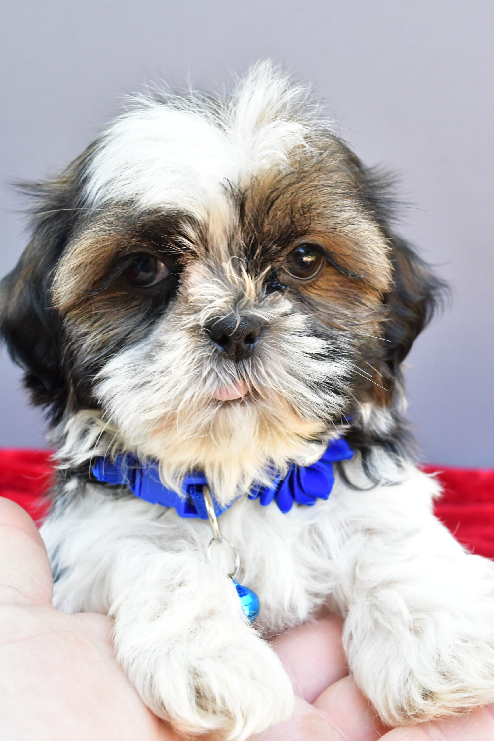 Miss Sage The Shihtzu - Image 2