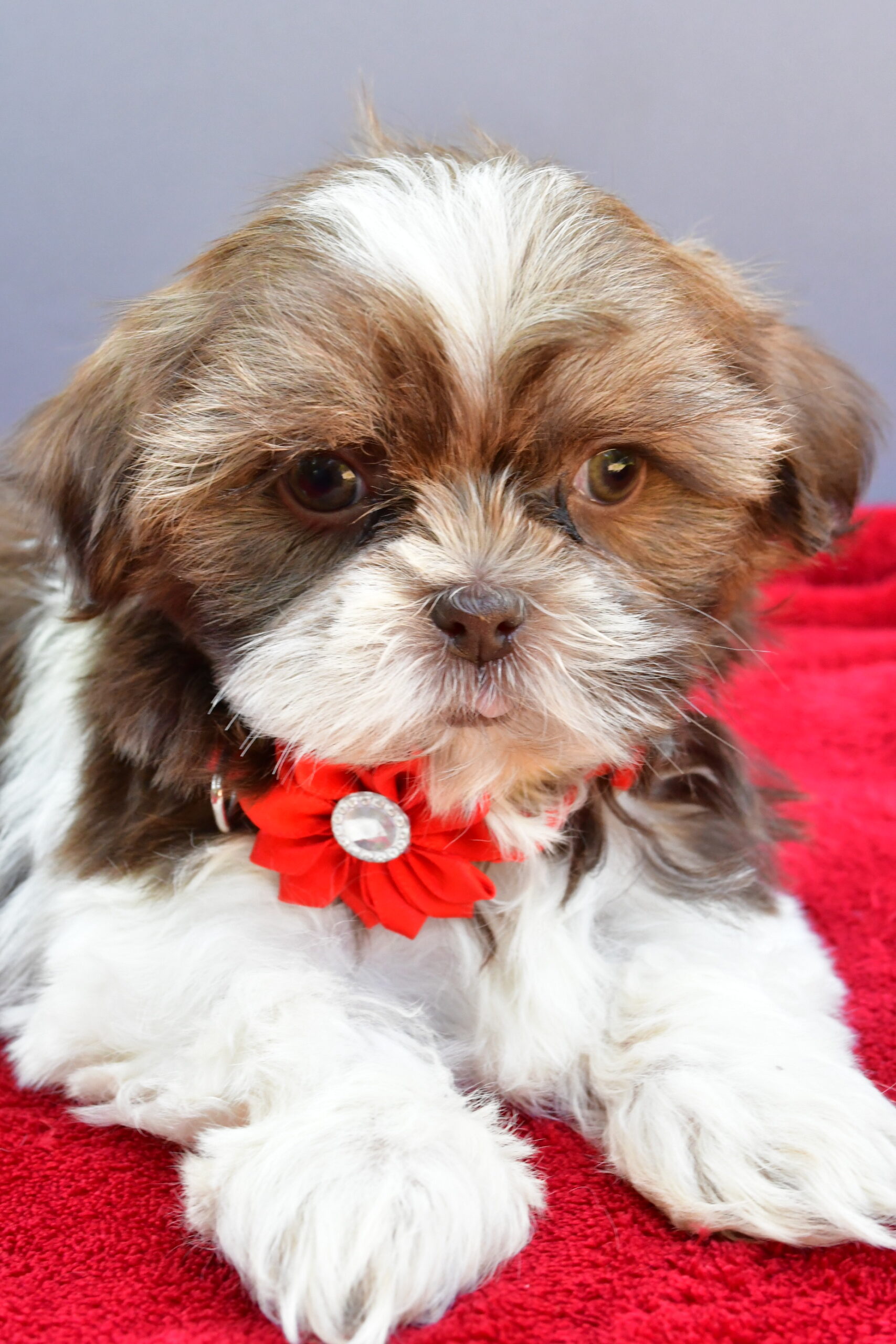 Miss Sophie The Shihtzu - Image 3