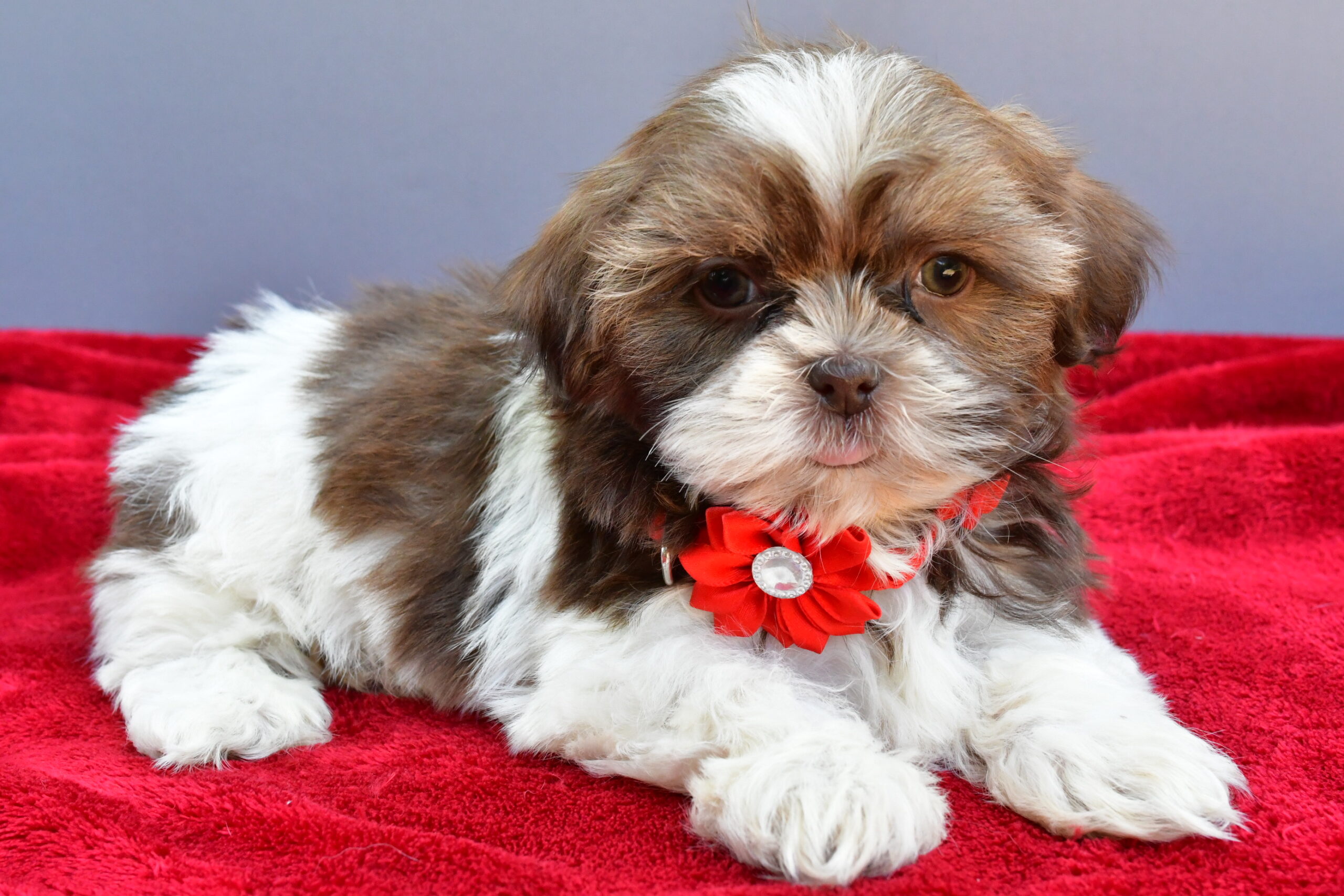 Miss Sophie The Shihtzu - Image 6