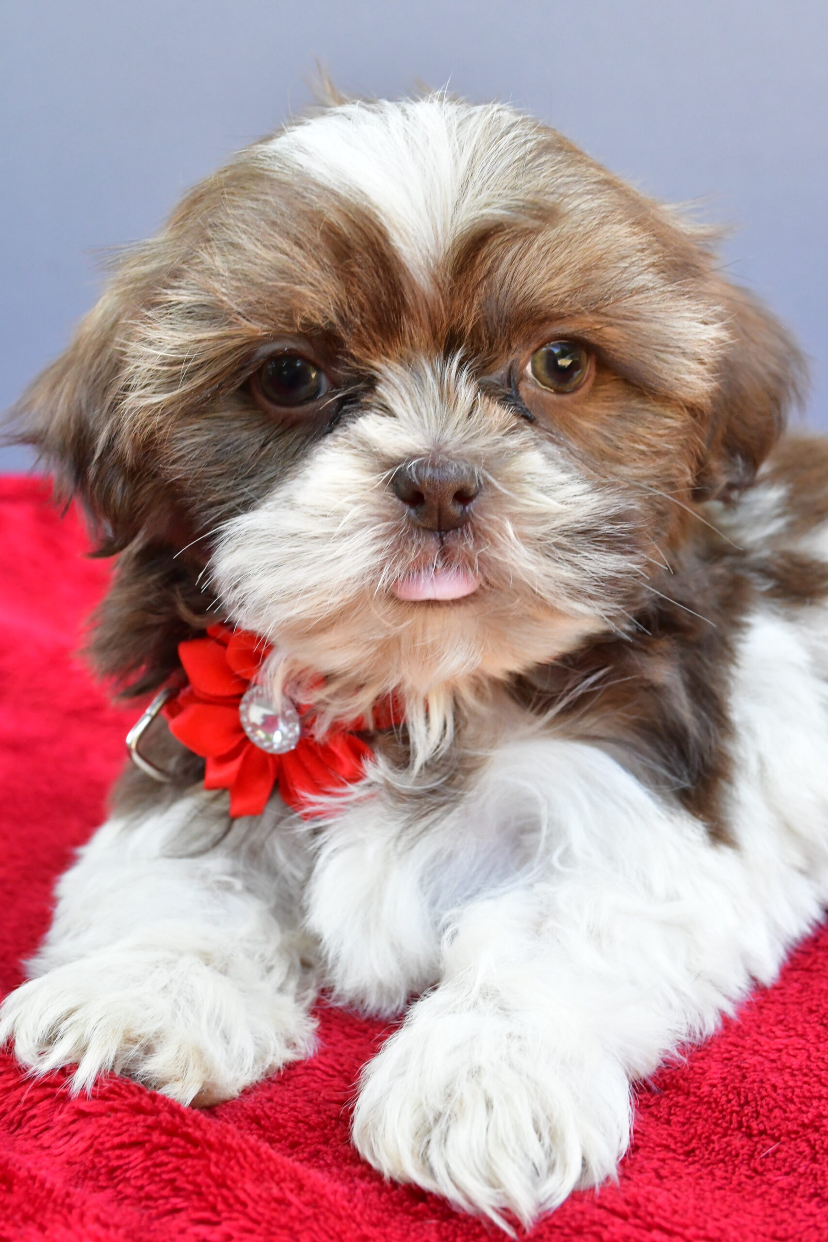 Miss Sophie The Shihtzu - Image 5